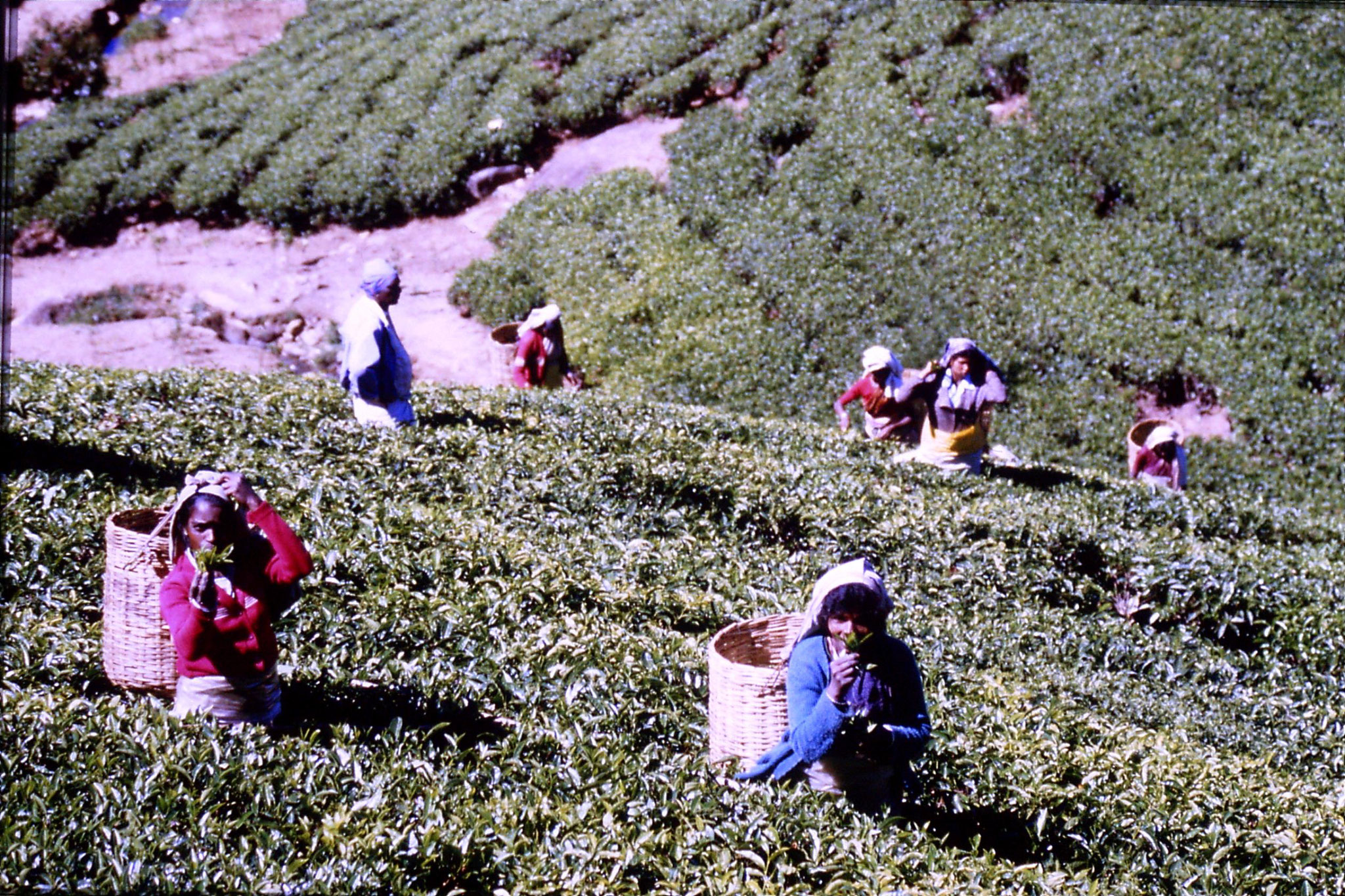 3/2/1990: 4: north of Nuwara Eliya, tea fields