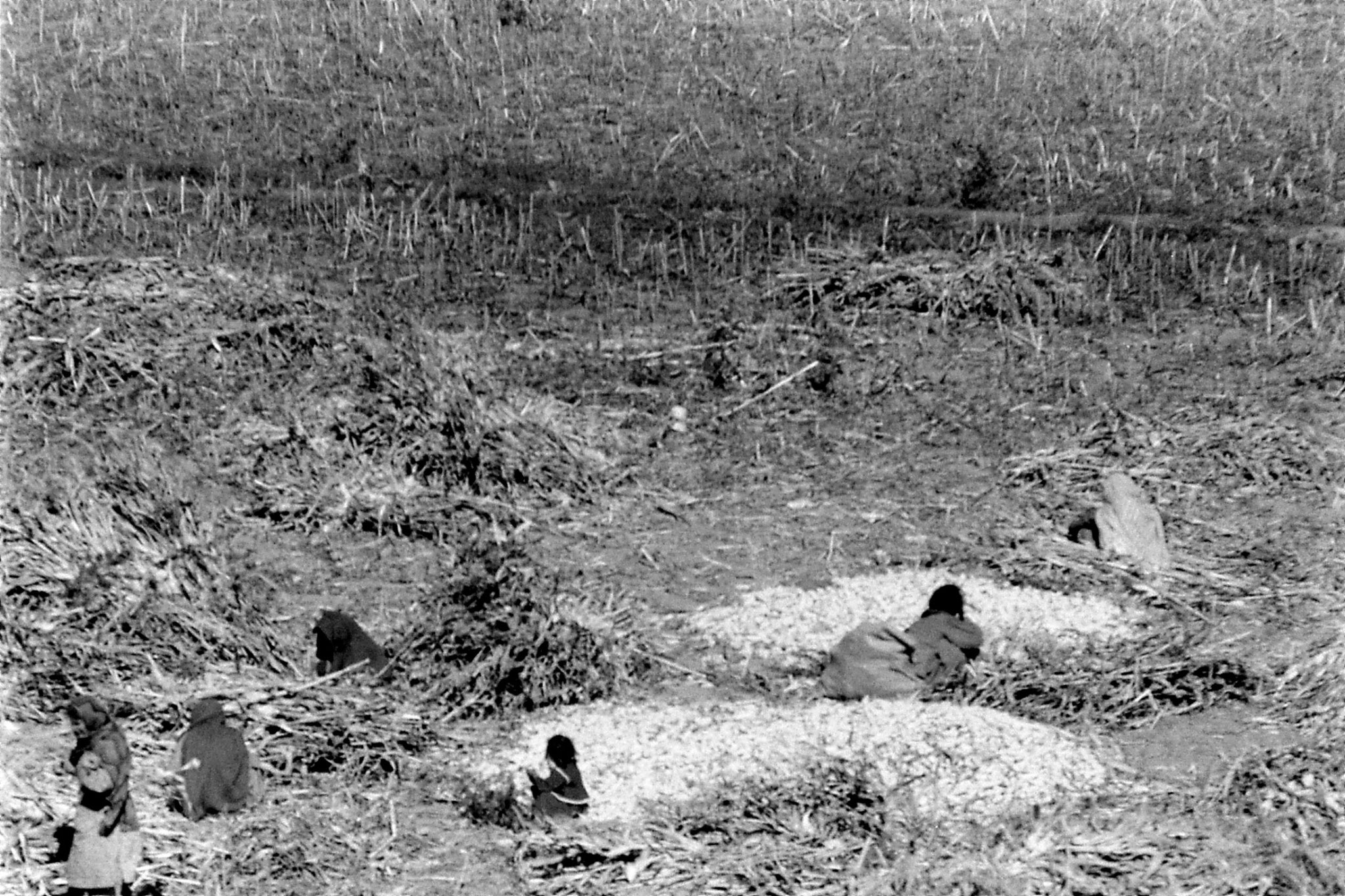 28/10/1989: 18: Chitral, women in field near hotel sorting maize