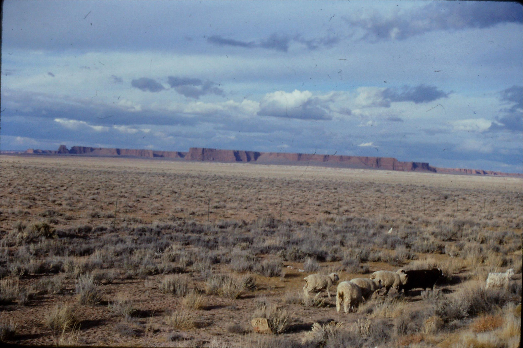 13/12/1990: 14: sheep and cliffs NE of Flagstaff