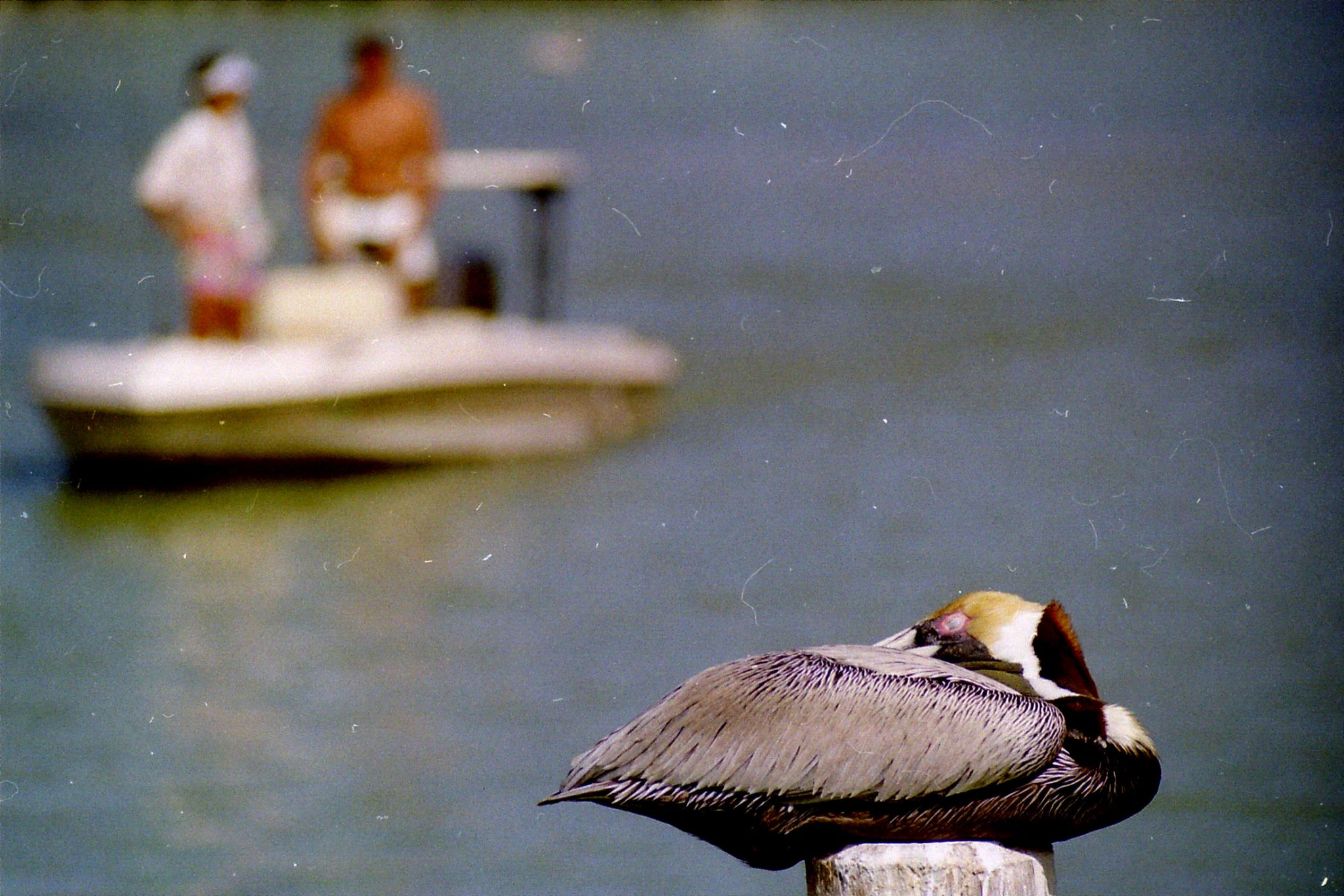 Florida 1991