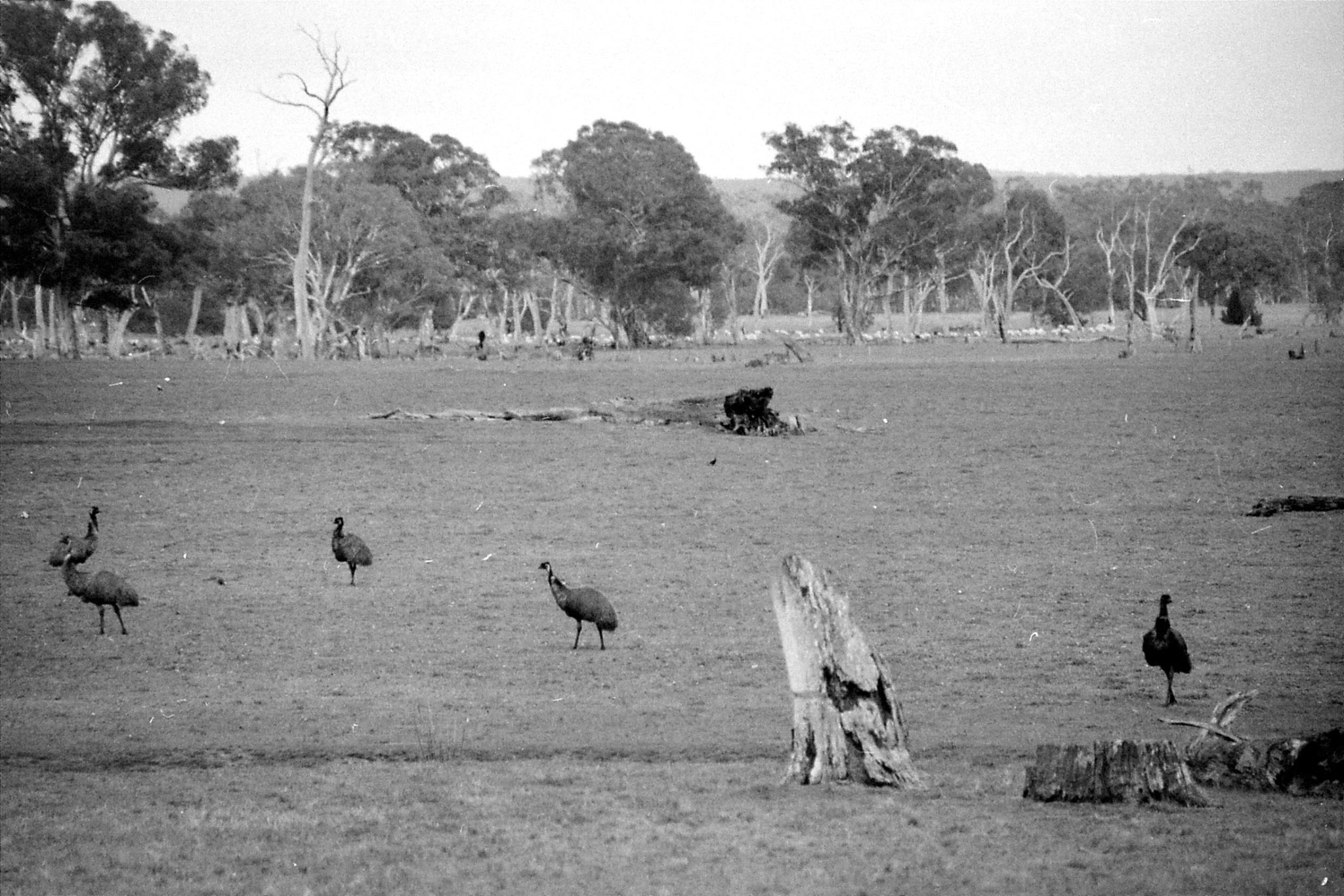 22/9/1990: 0: nr Buandik Grampians