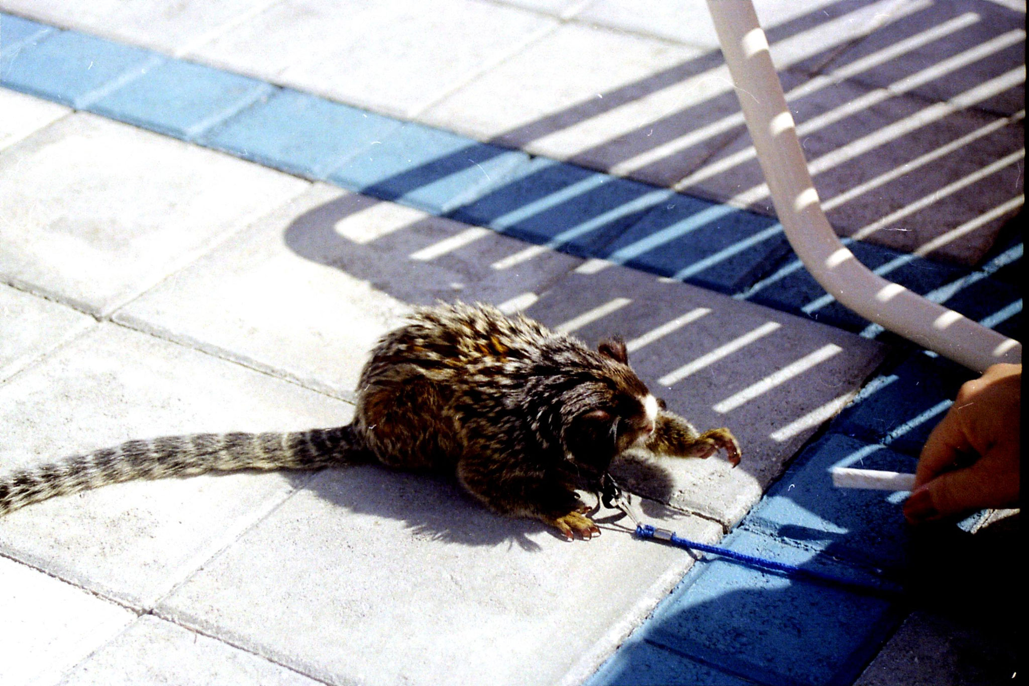 Florida 1991, pet tamarin