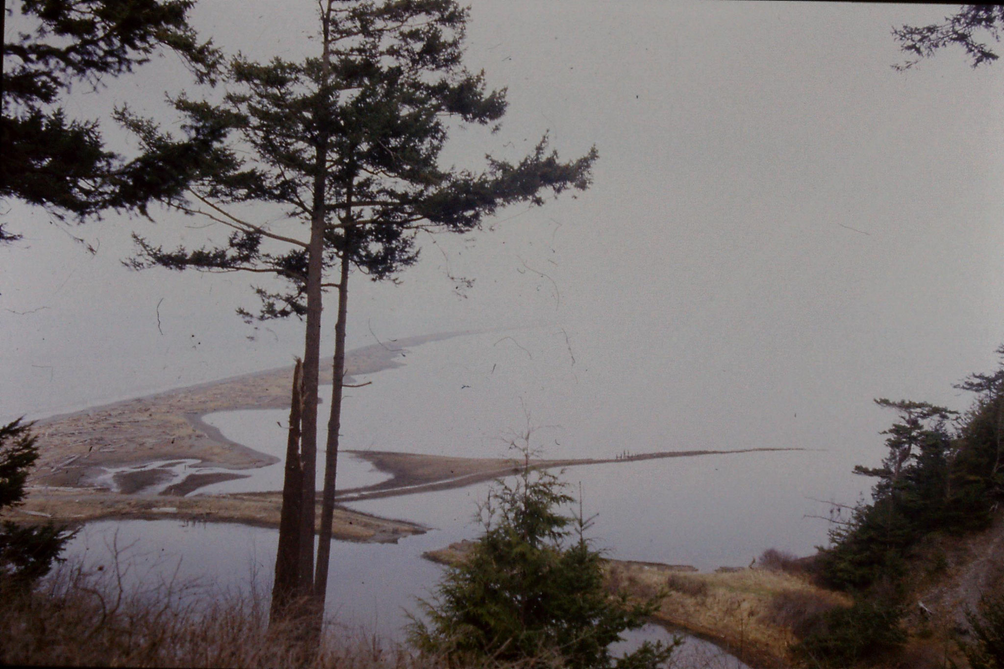 11/2/1991: 27: Dungeness Spit