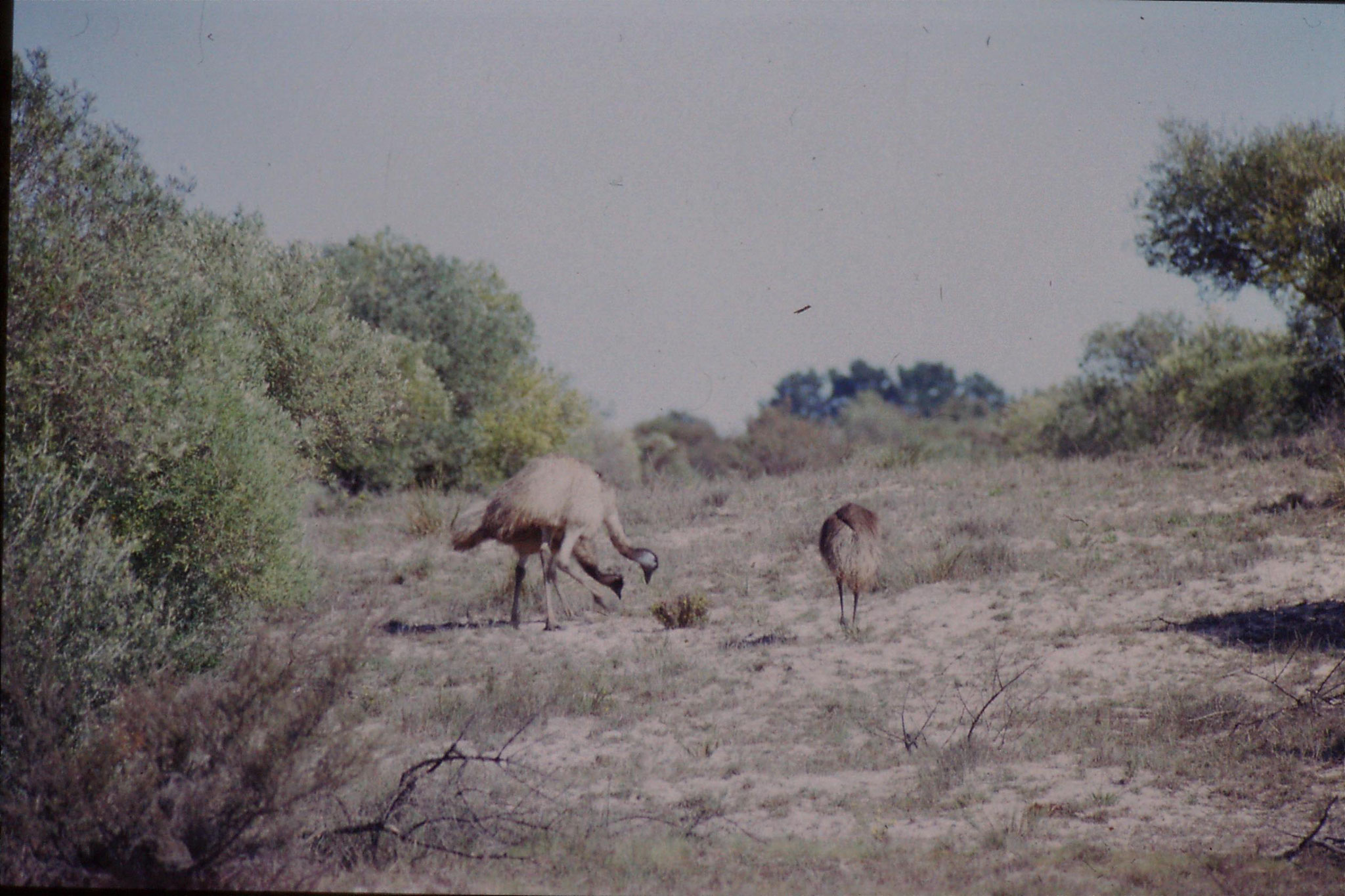 23/9/1990: 15: Little Desert, emu