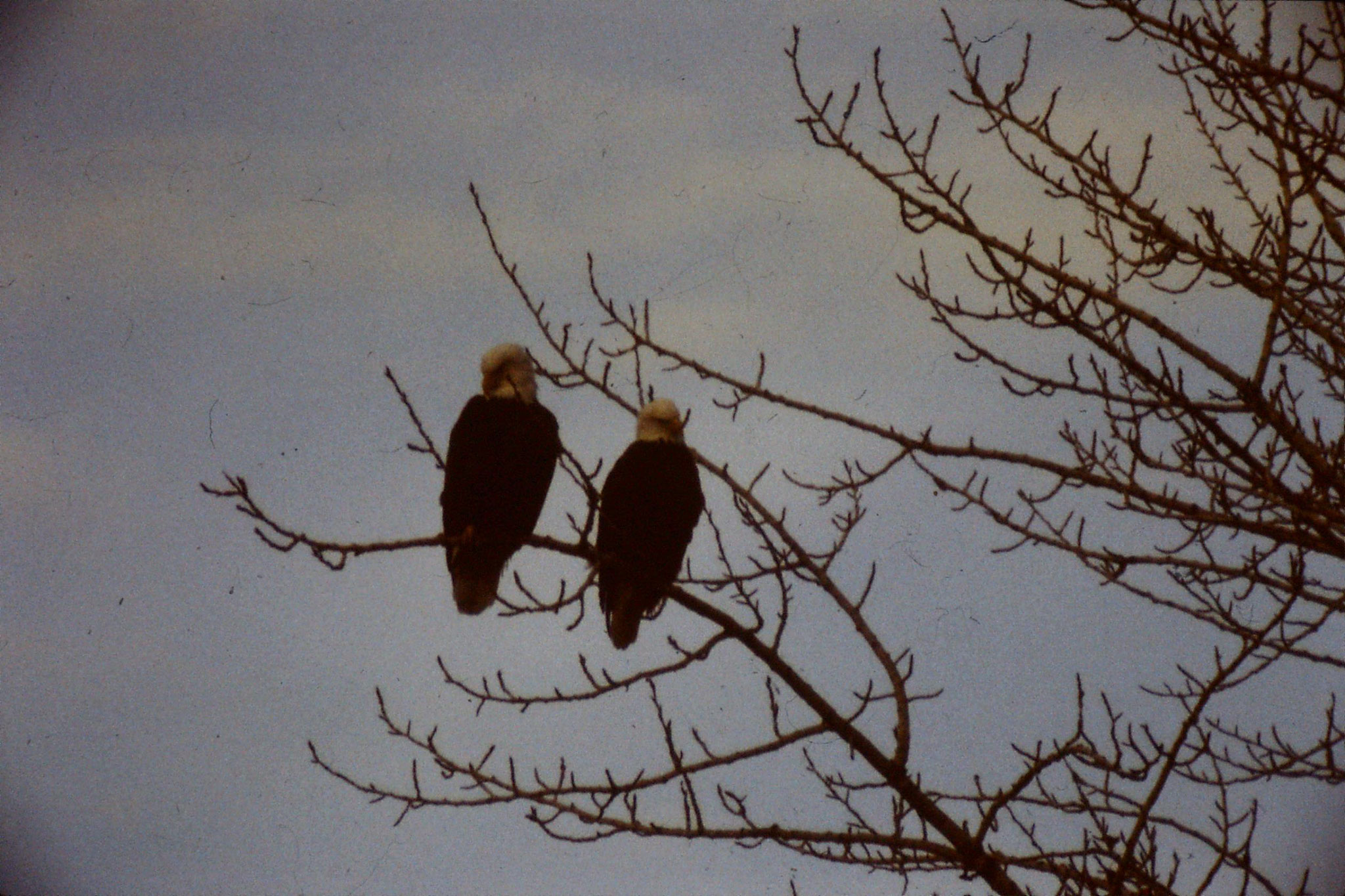 3/2/1991: 11: Boise