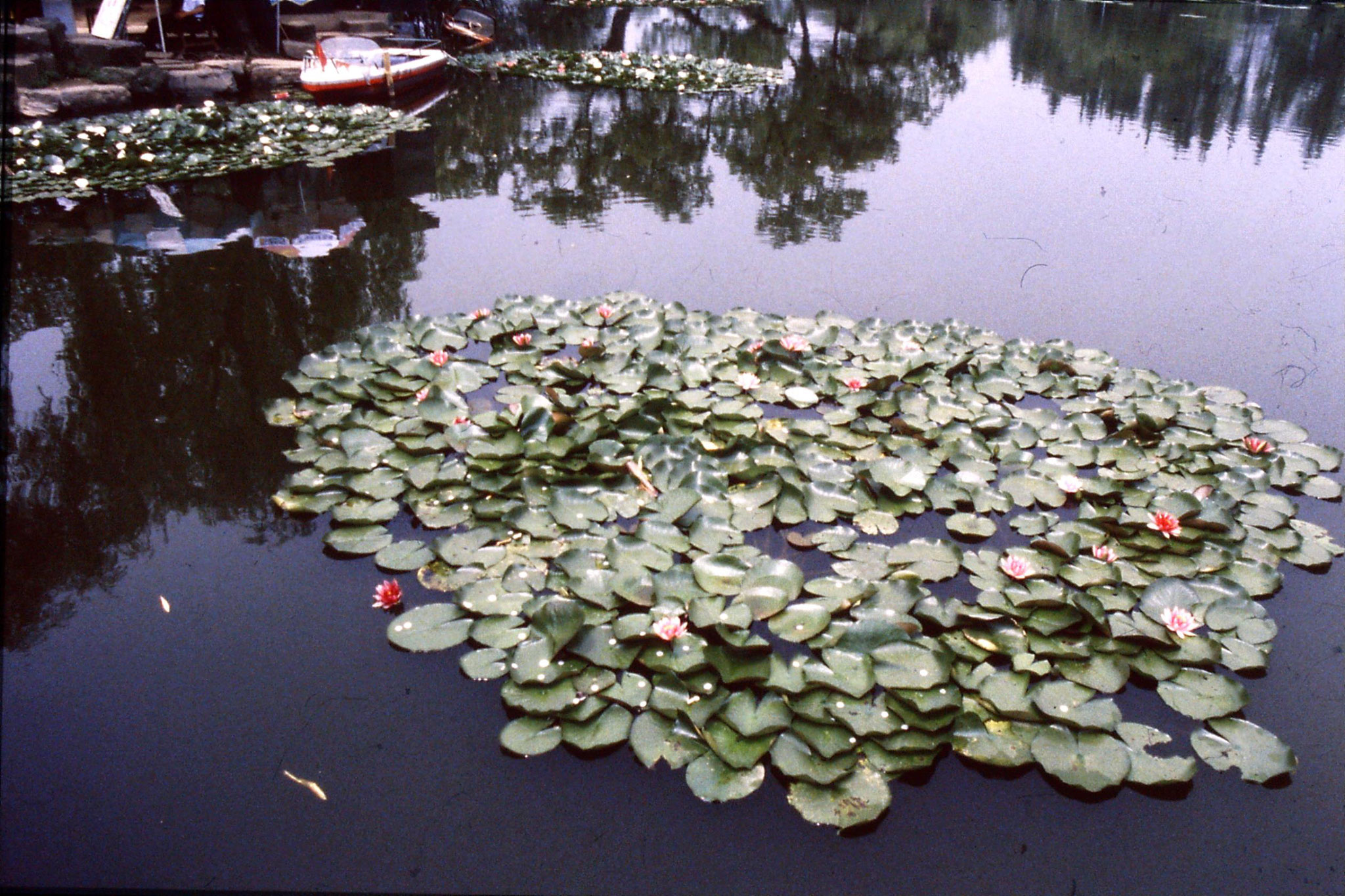 19/6/1989: 12: water lilies and coins on Xiao Ying Zhou Isle