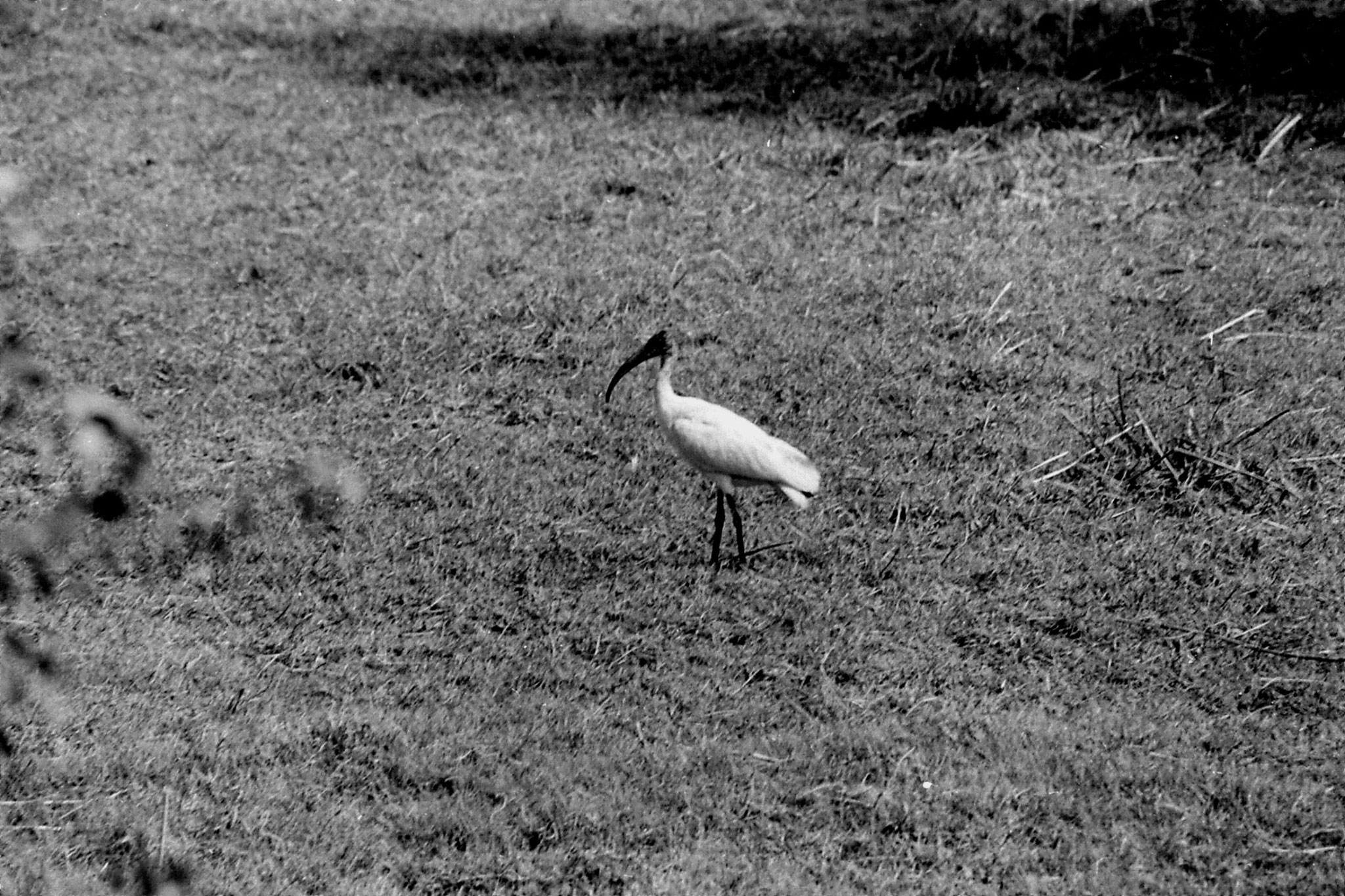 1/4/1990: 5: Bharatpur ibis