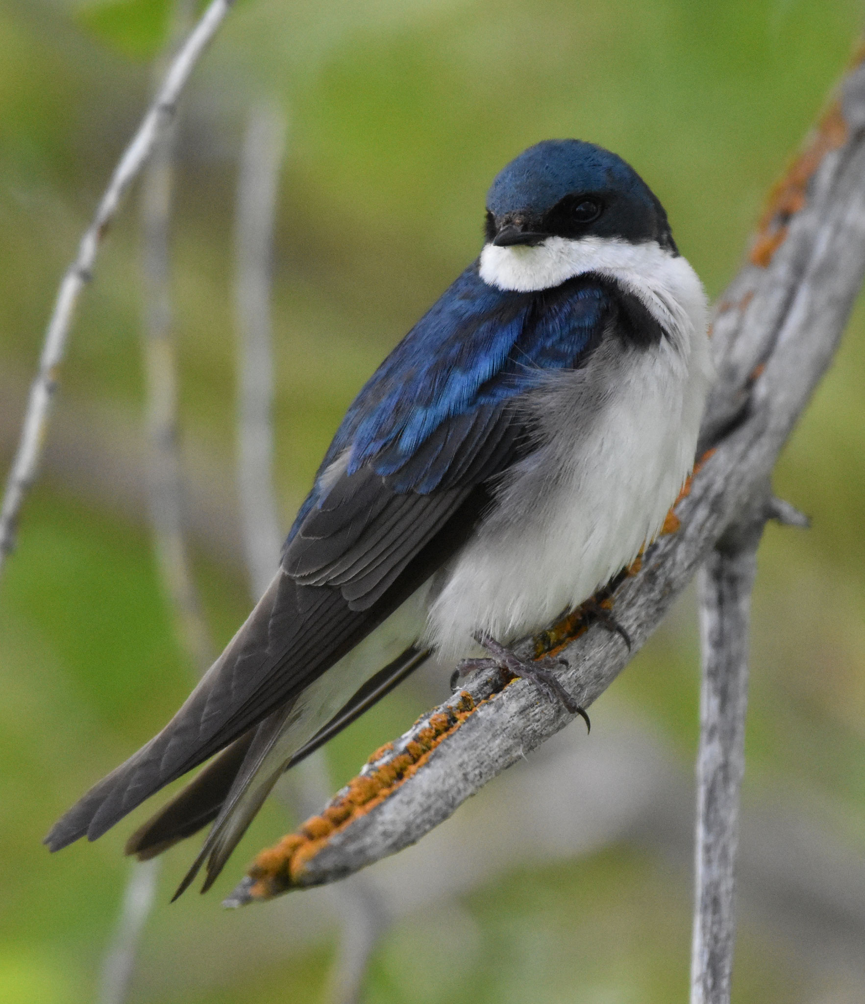 Tree Swallow