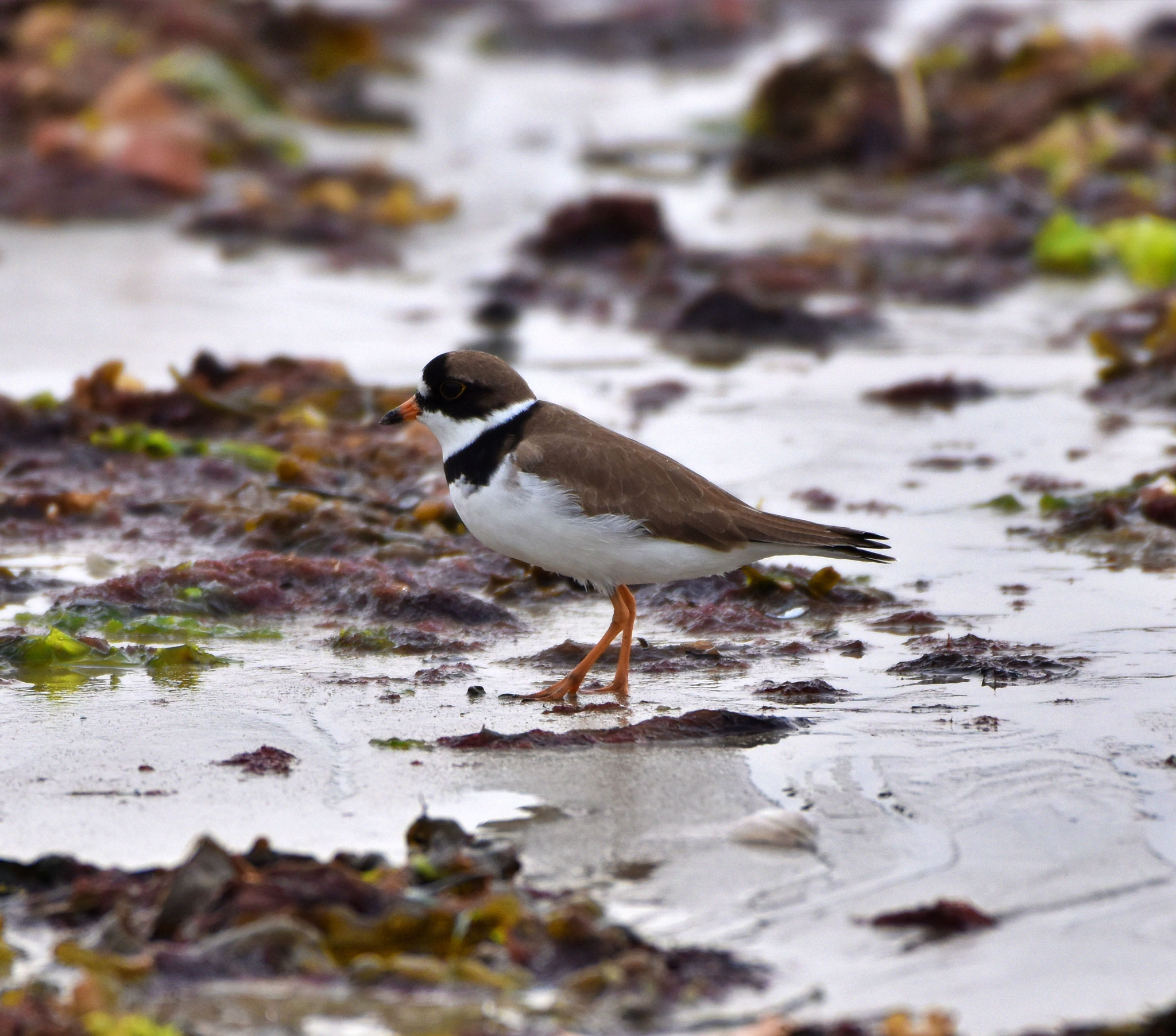 Semipalmated Plover