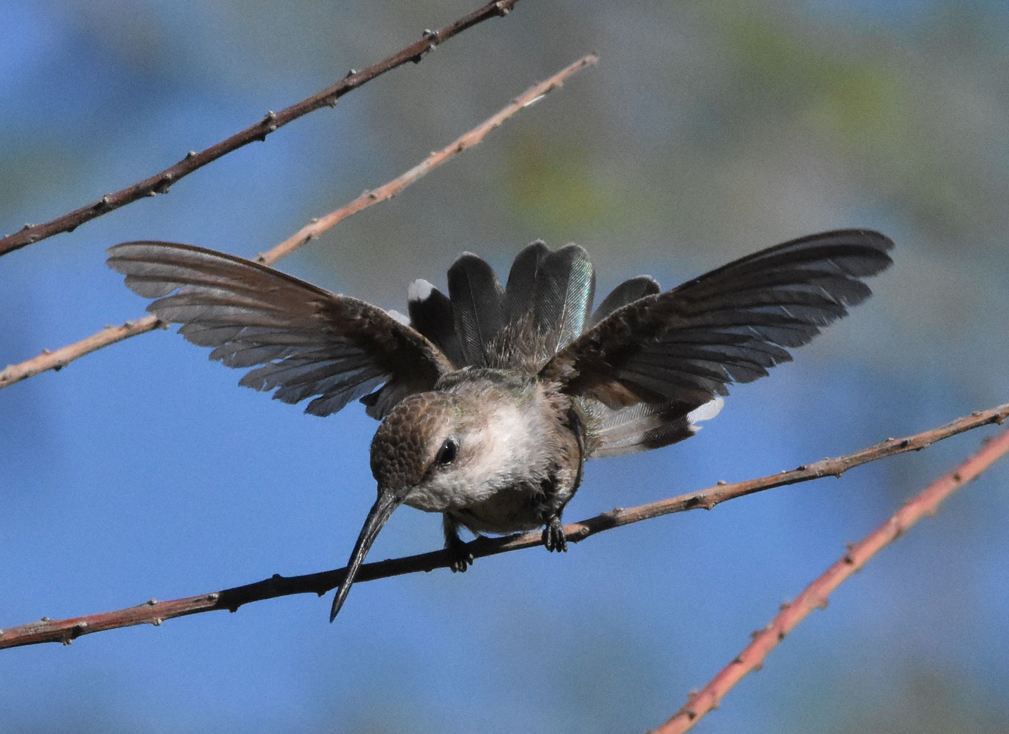 Costa's Hummingbird