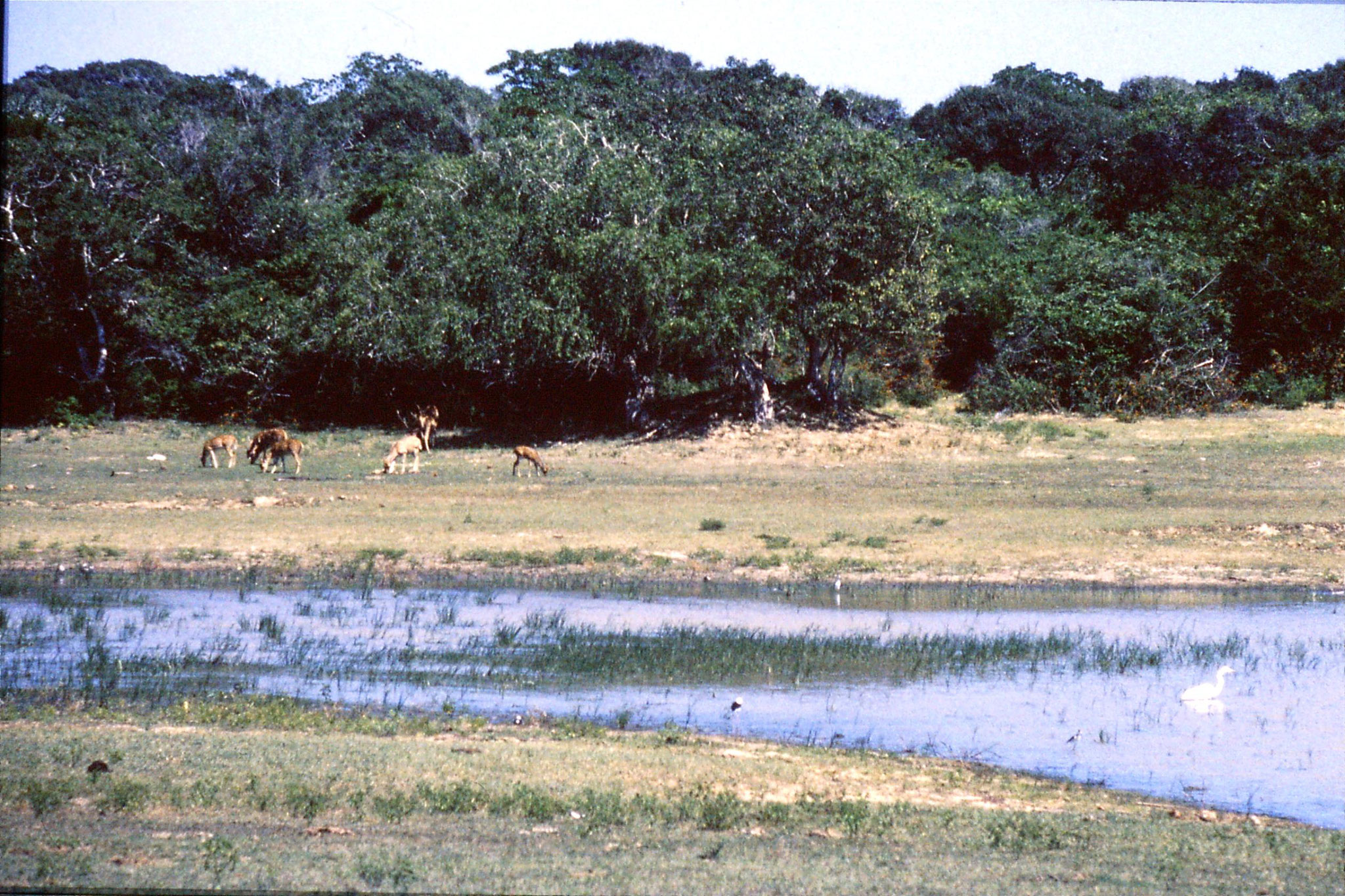 27/1/1989: 23: Yala National Park