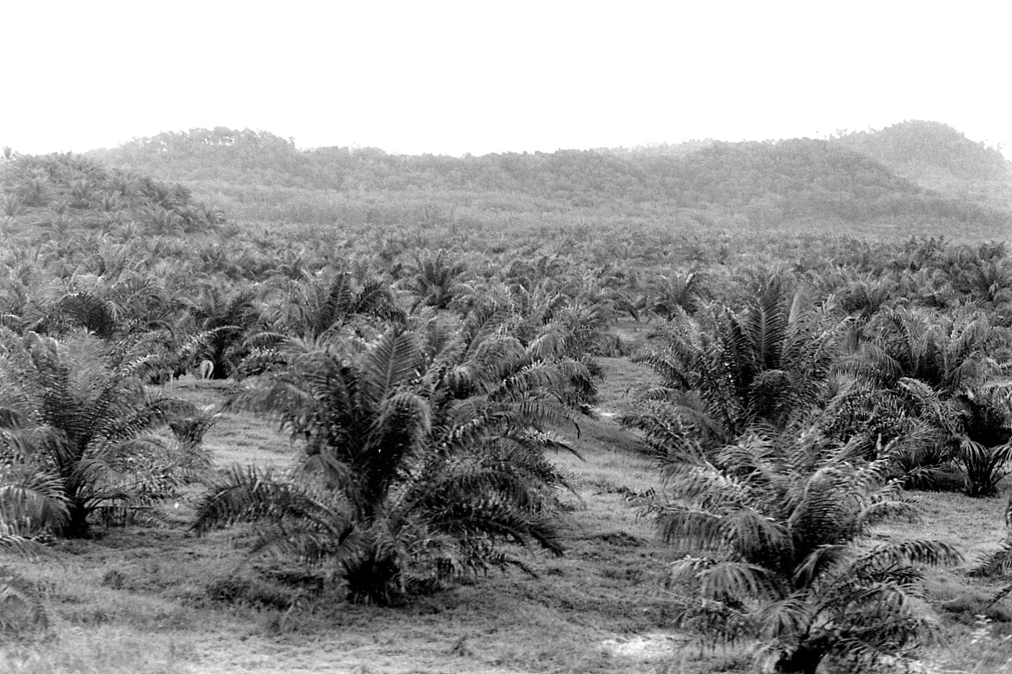 21/6/1990: 32: train to Jelantut, palm oil plantation after Kuala Kerai