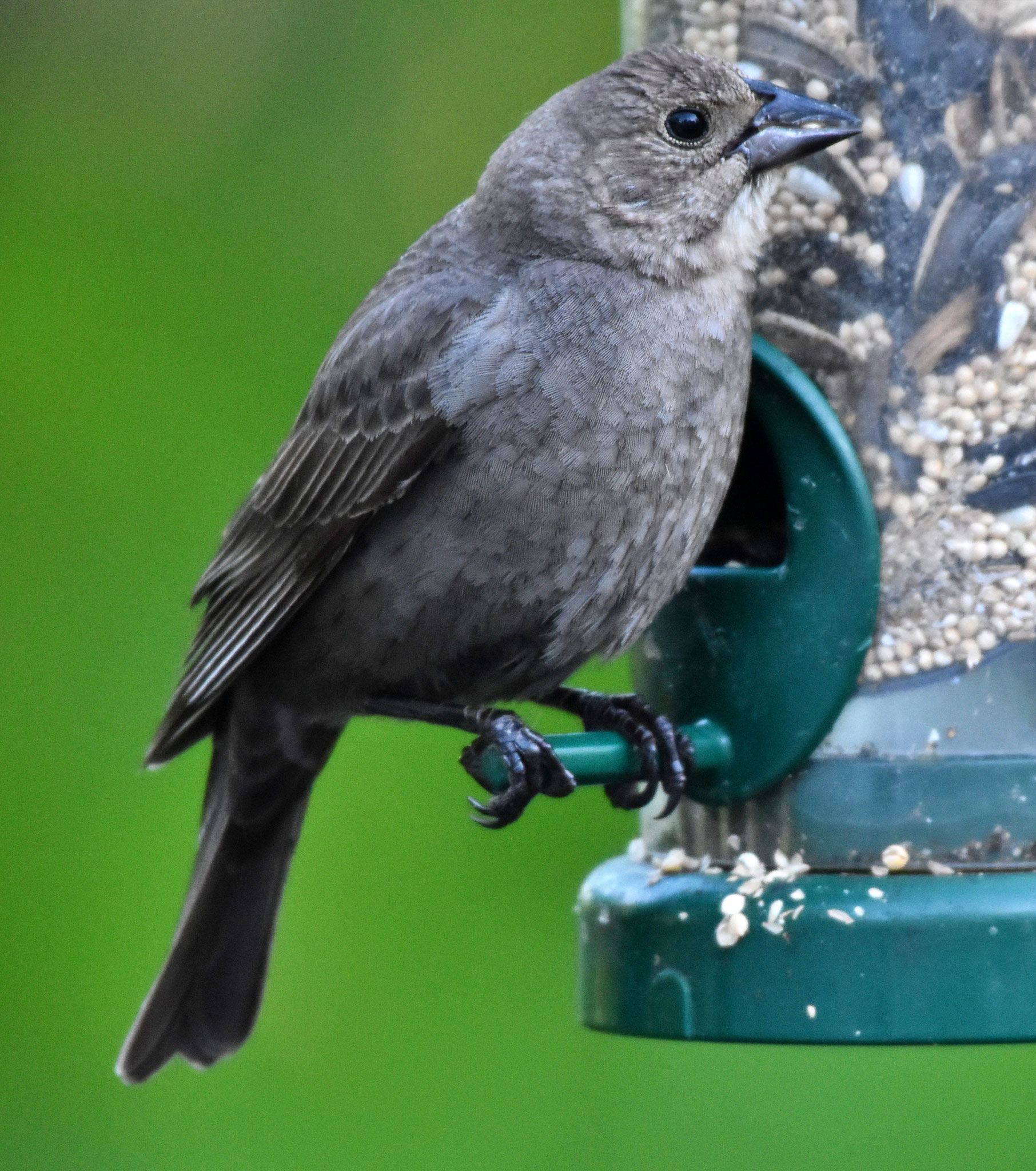 Brown-headed Cowbird