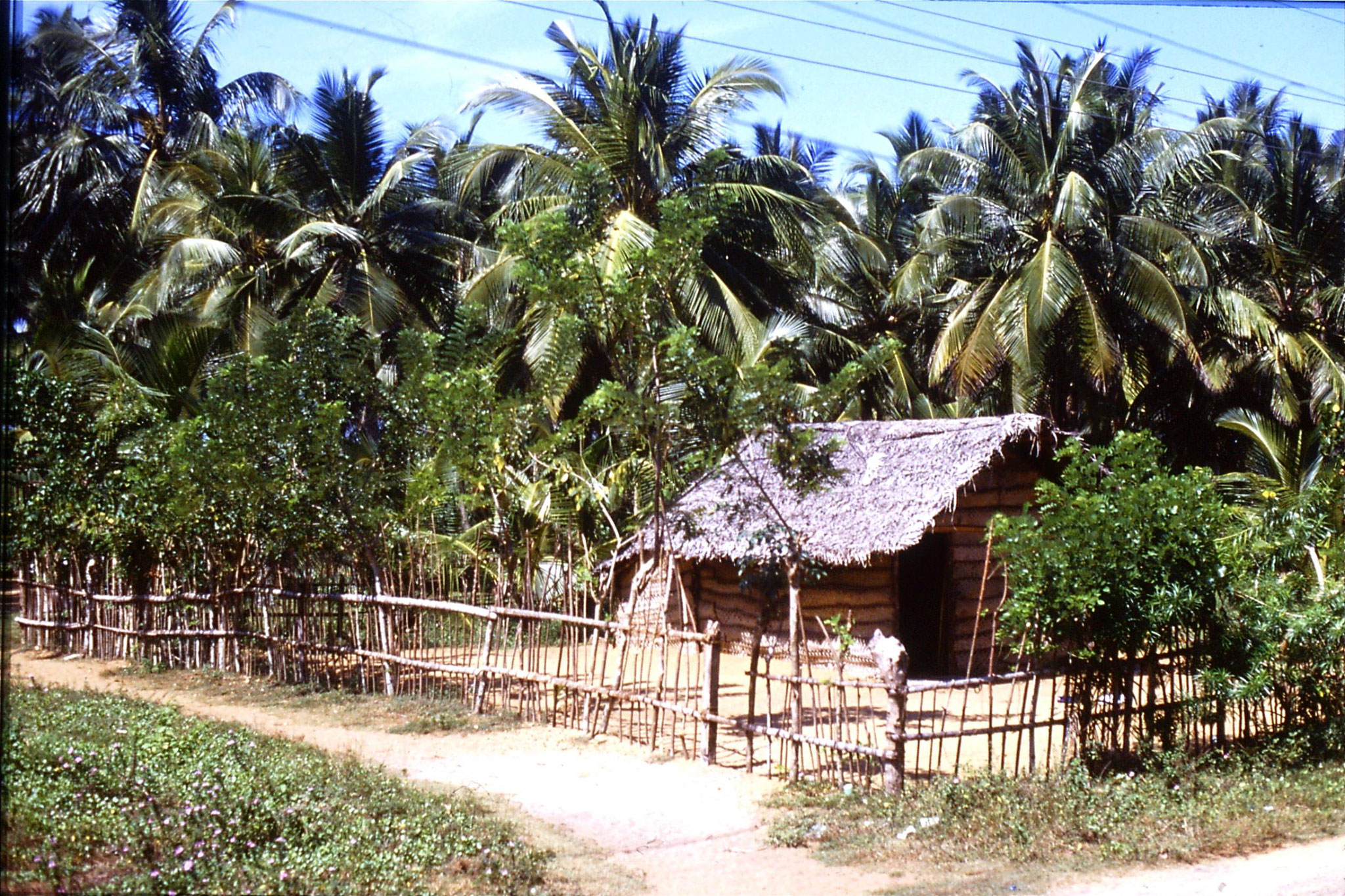 24/1/1990: 30: coconut branch house