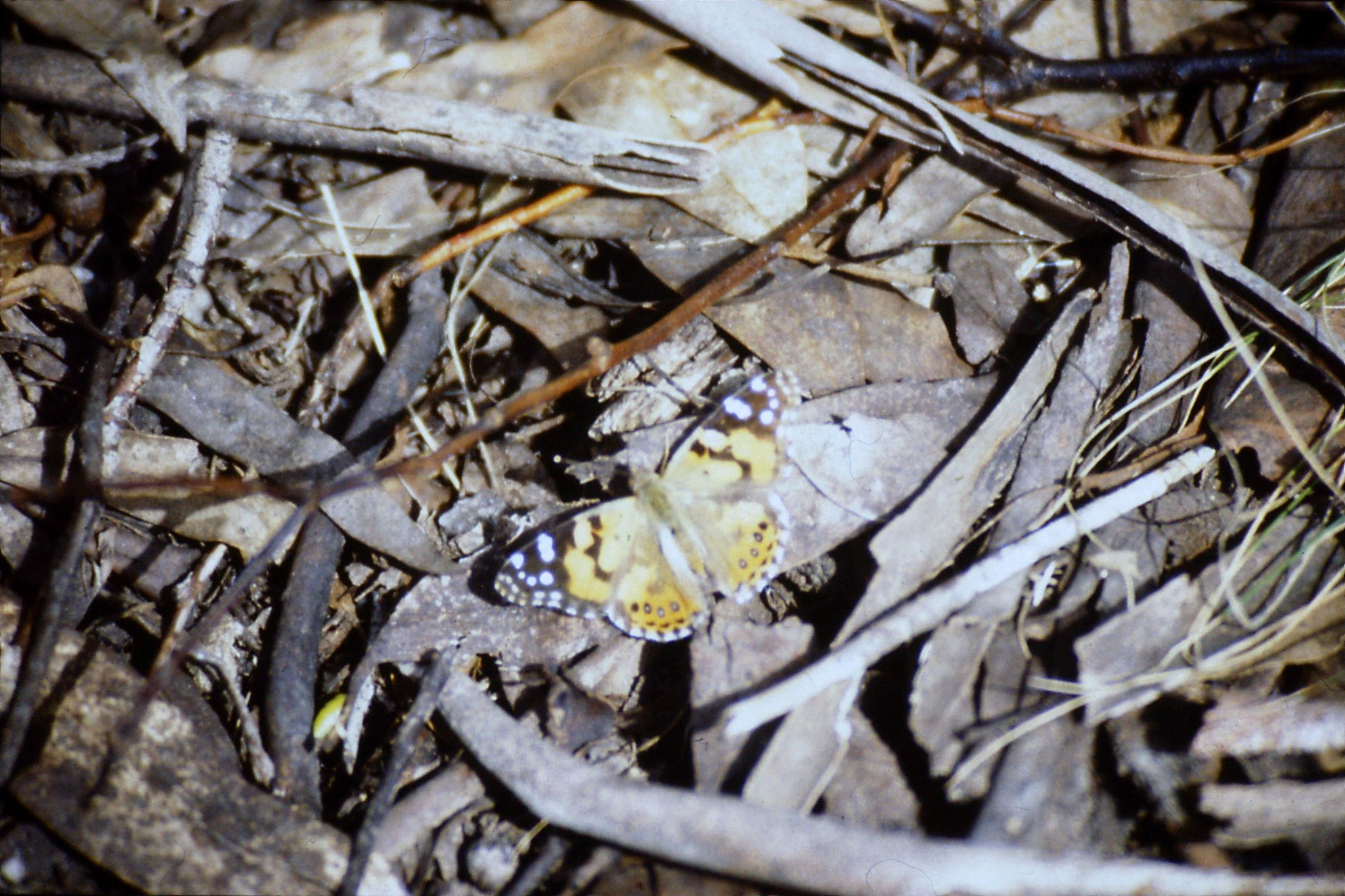 28/9/1990: 1: Mt Buffalo, butterfly