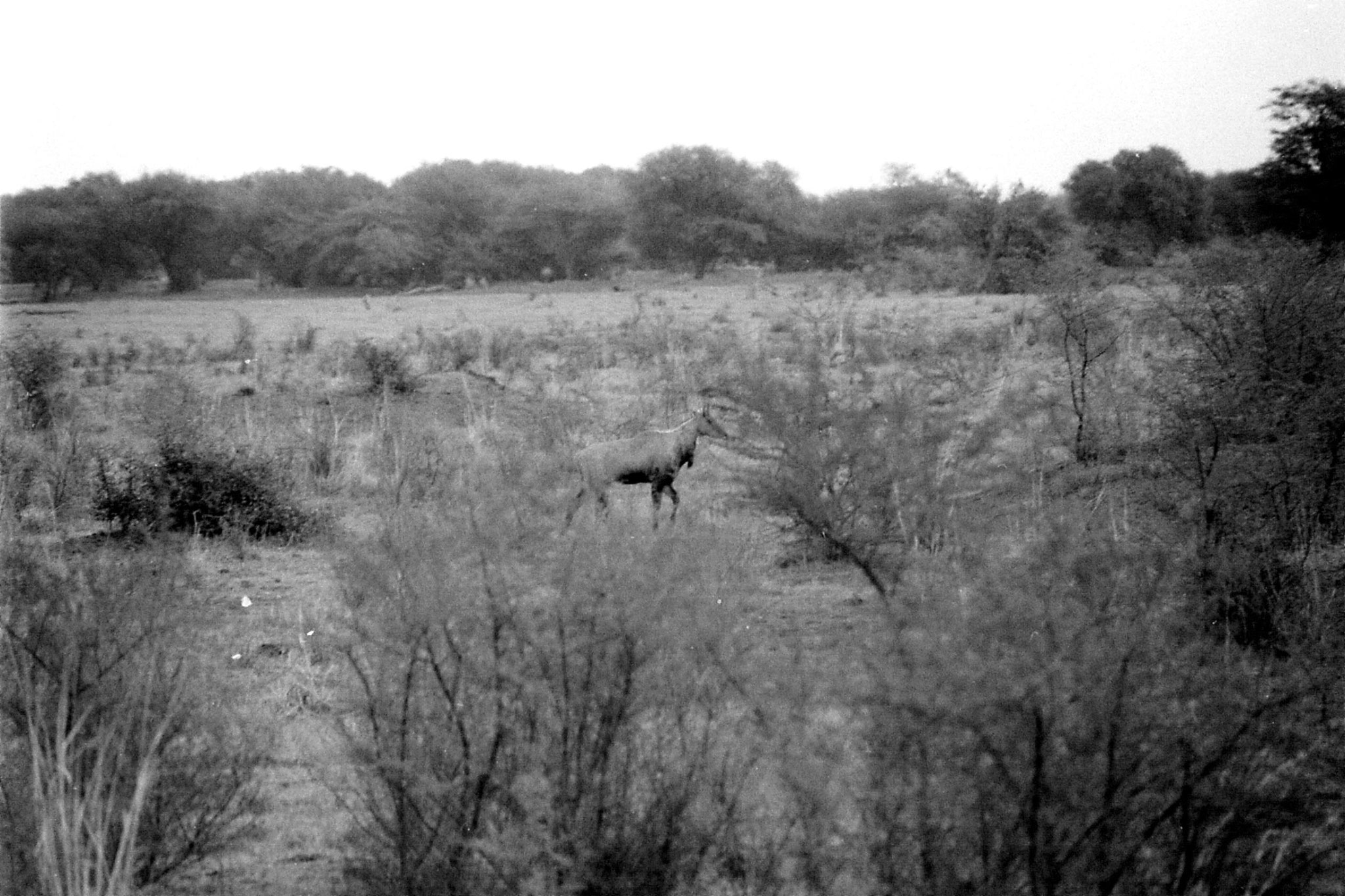 1/4/1990: 18: Bharatpur Nilgai