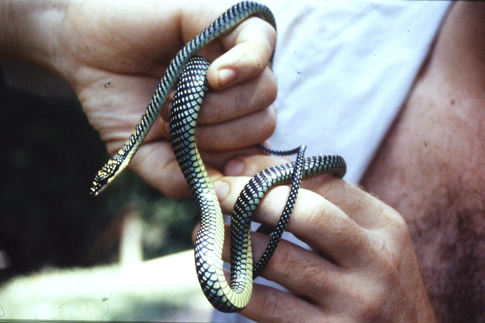26/6/1990: 24: Tamen Negara Paradise Tree Snake