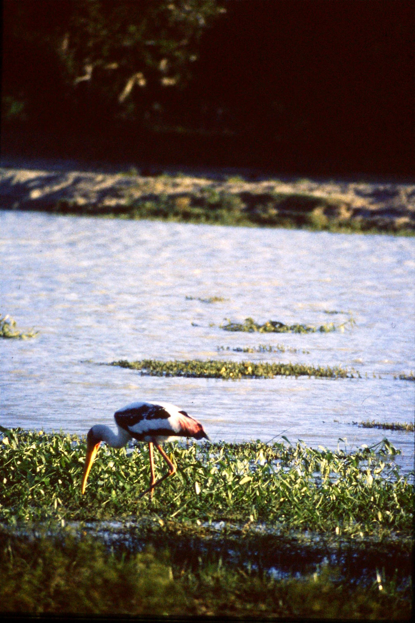 27/1/1989: 31: Yala National Park Painted Stork