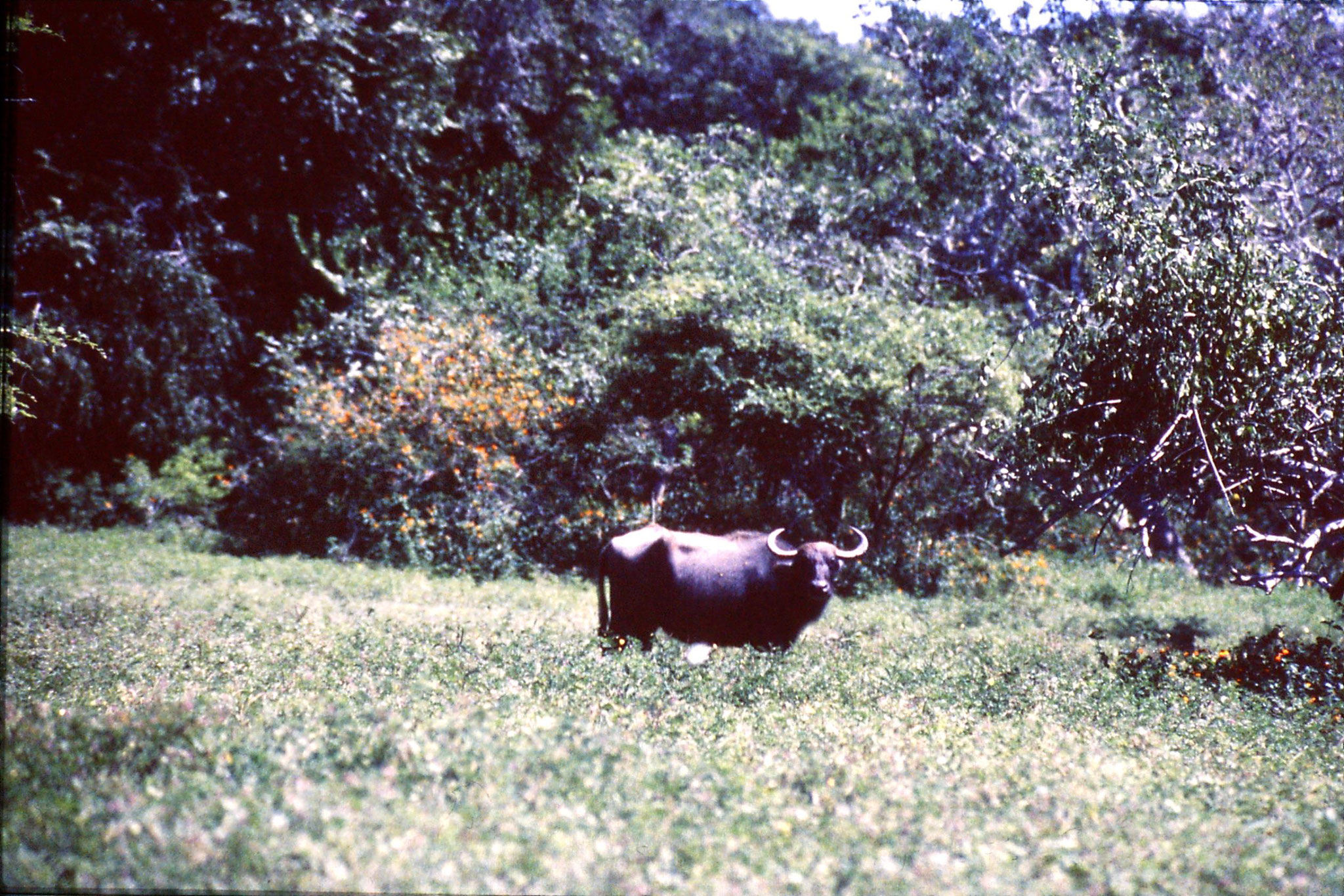 27/1/1989: 21: Yala National Park