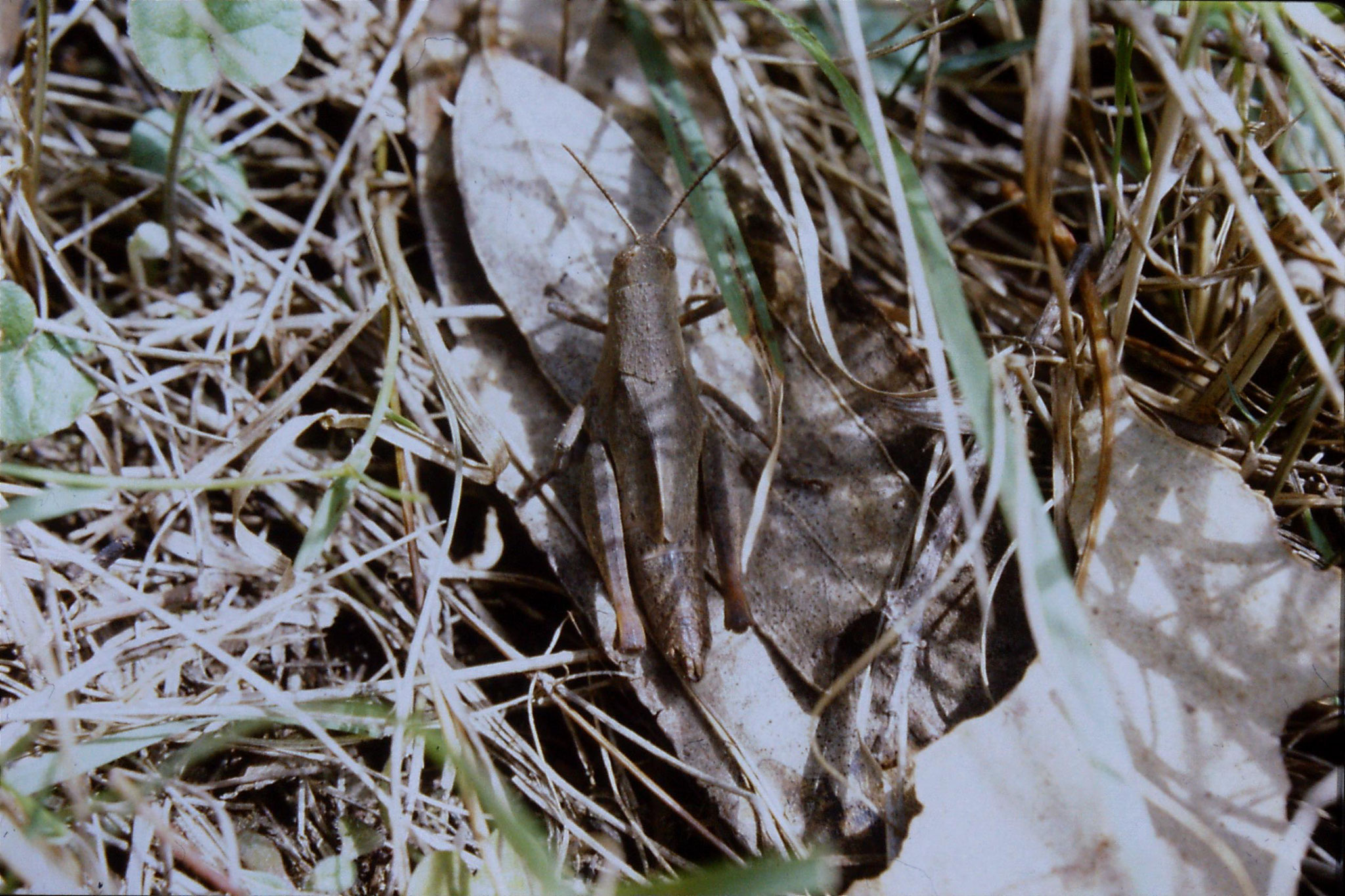 30/9/1990: 4: Mitchell River, grasshopper
