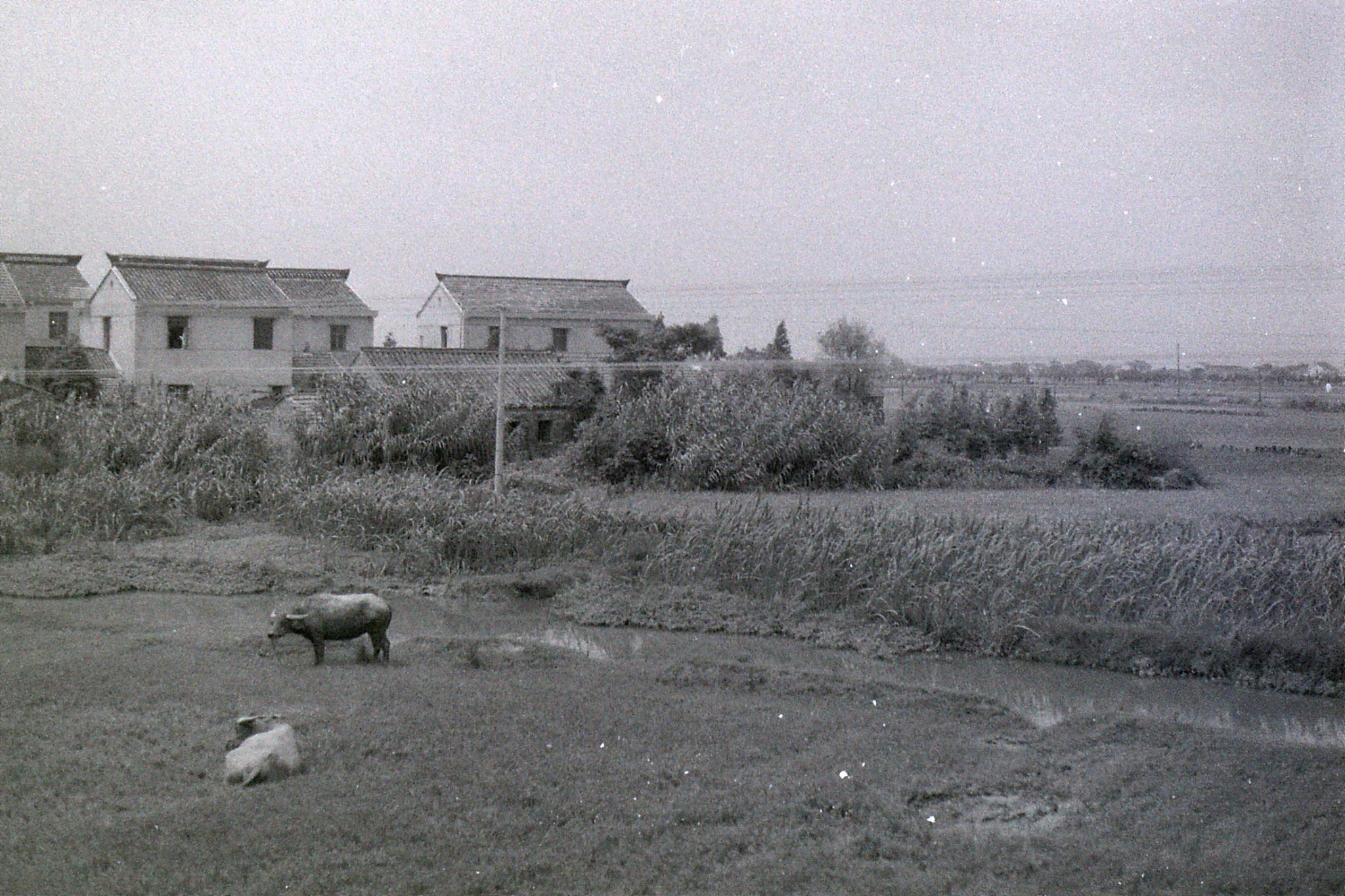 23/7/1989: 24: fields from train to Ningbo