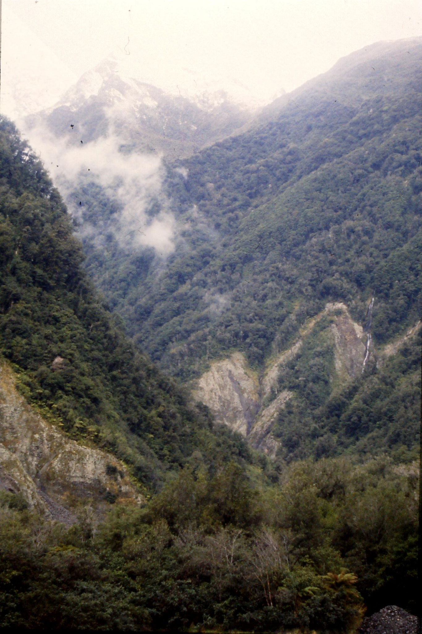 22/8/1990: 29: forest north of Fox Glacier