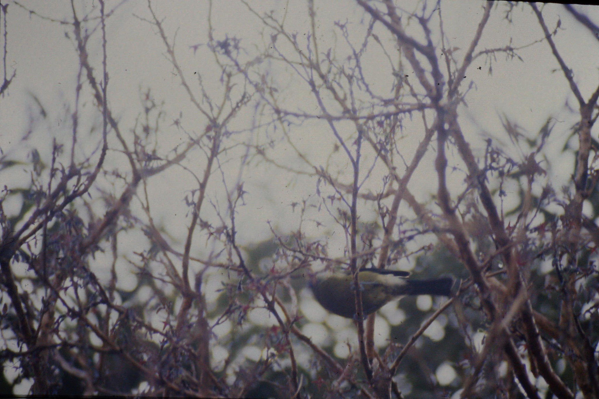 22/8/1990: 27: Bellbird at Fox Glacier