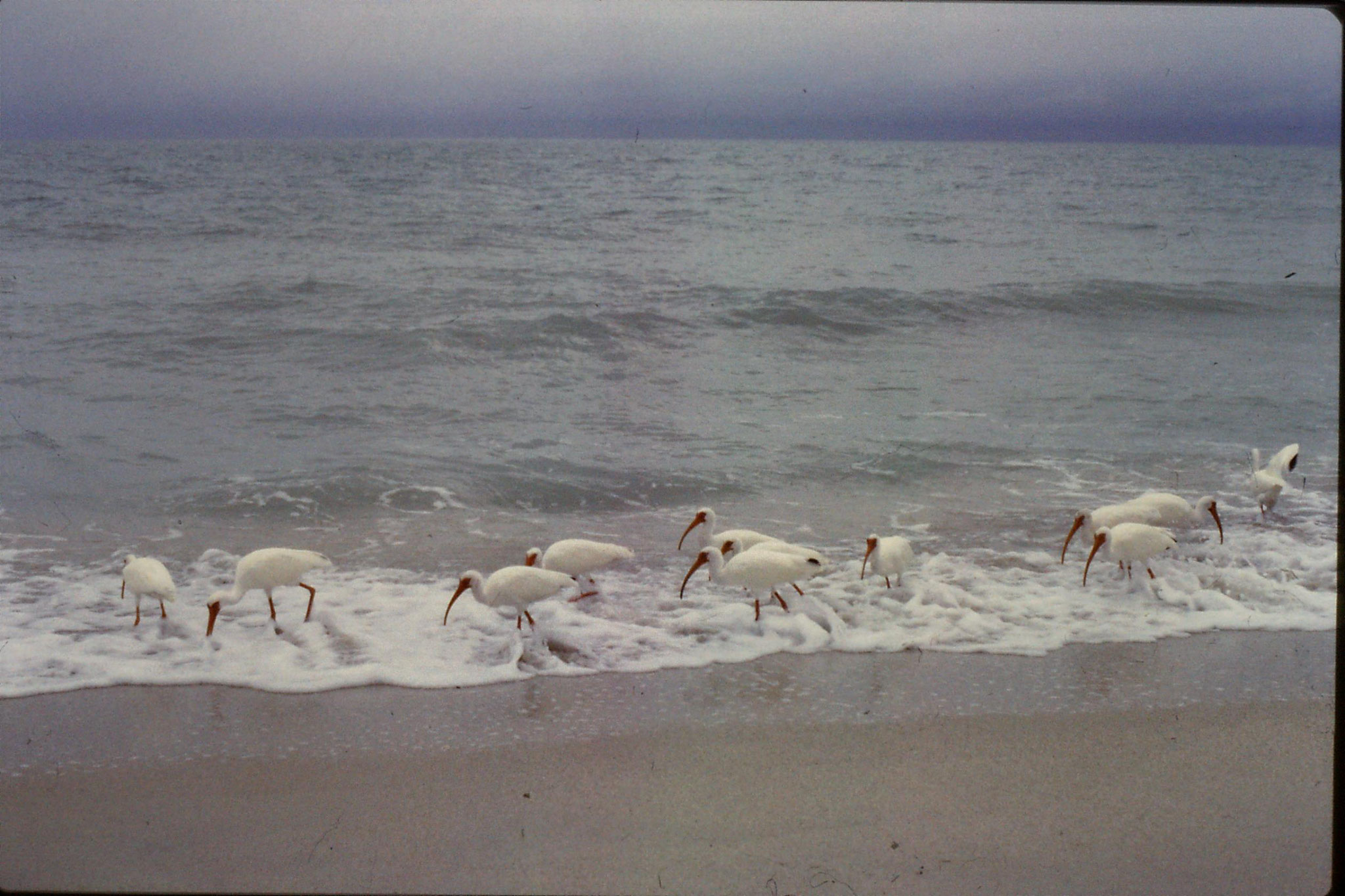 25/2/1991: 1: Sanibel Florida white ibises