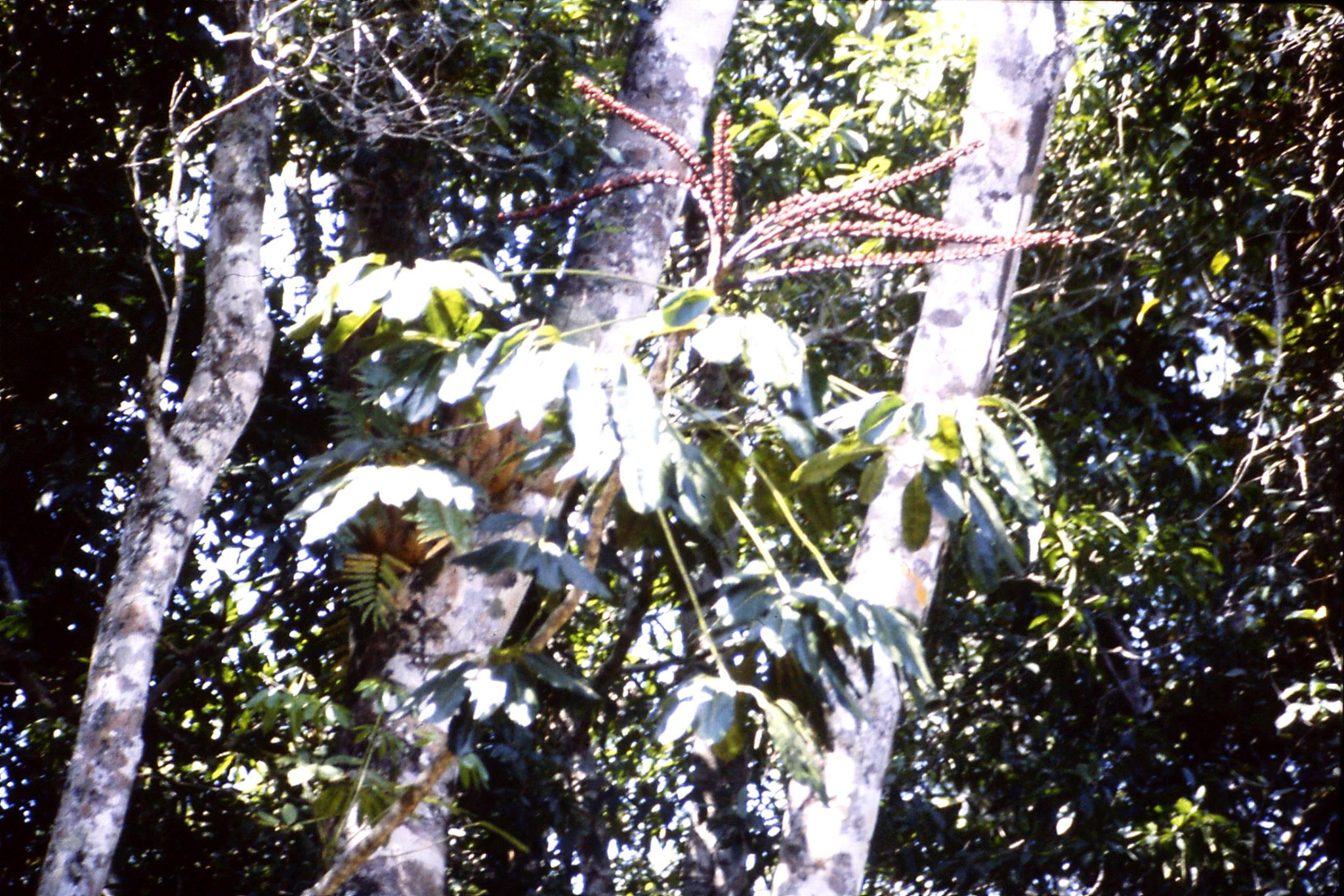 20/10/1990: 3: nr Tinaroo, Mobo Creek Crater