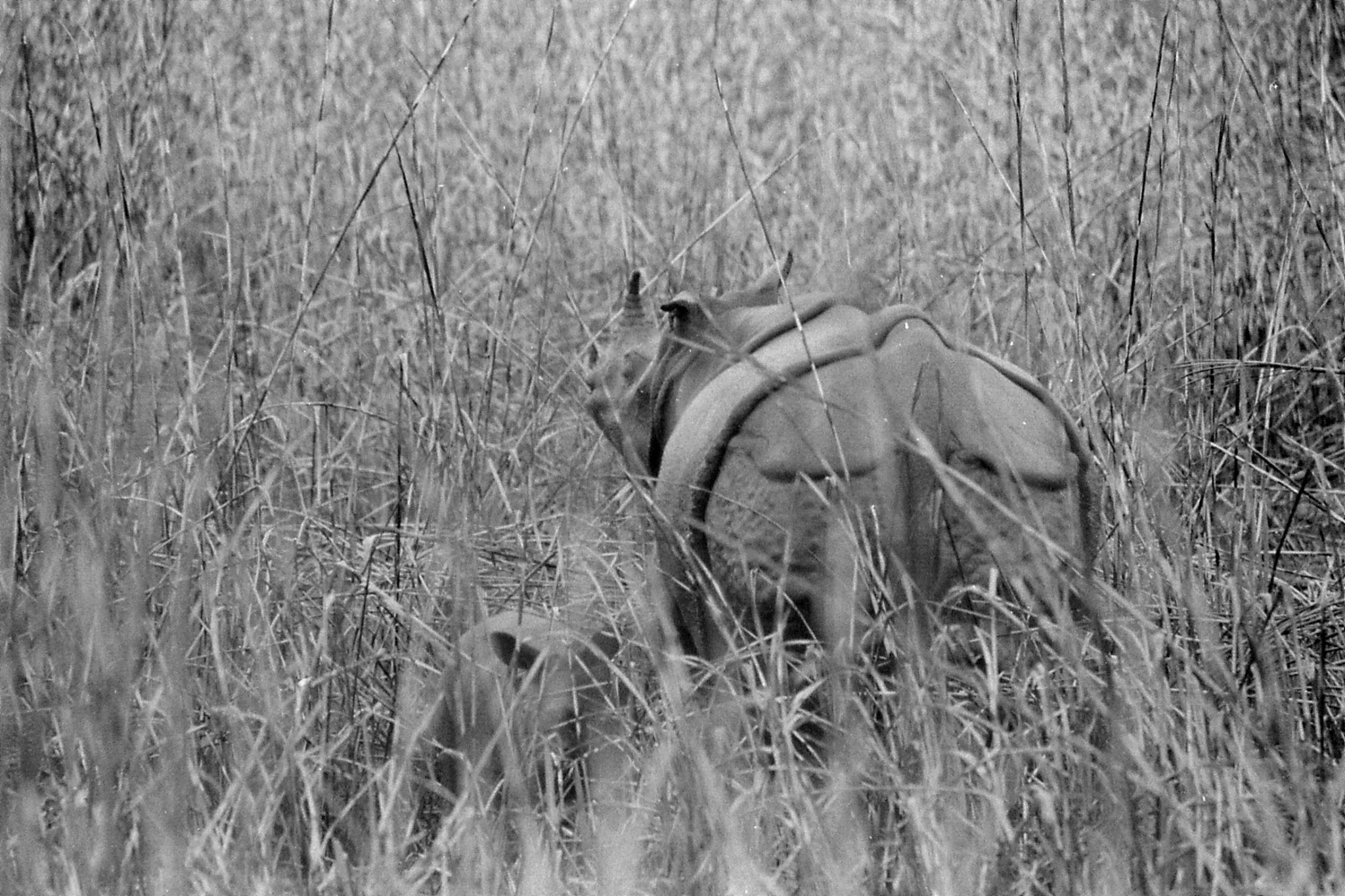 9/4/1990: 23: Kaziranga Indian One Horned Rhino