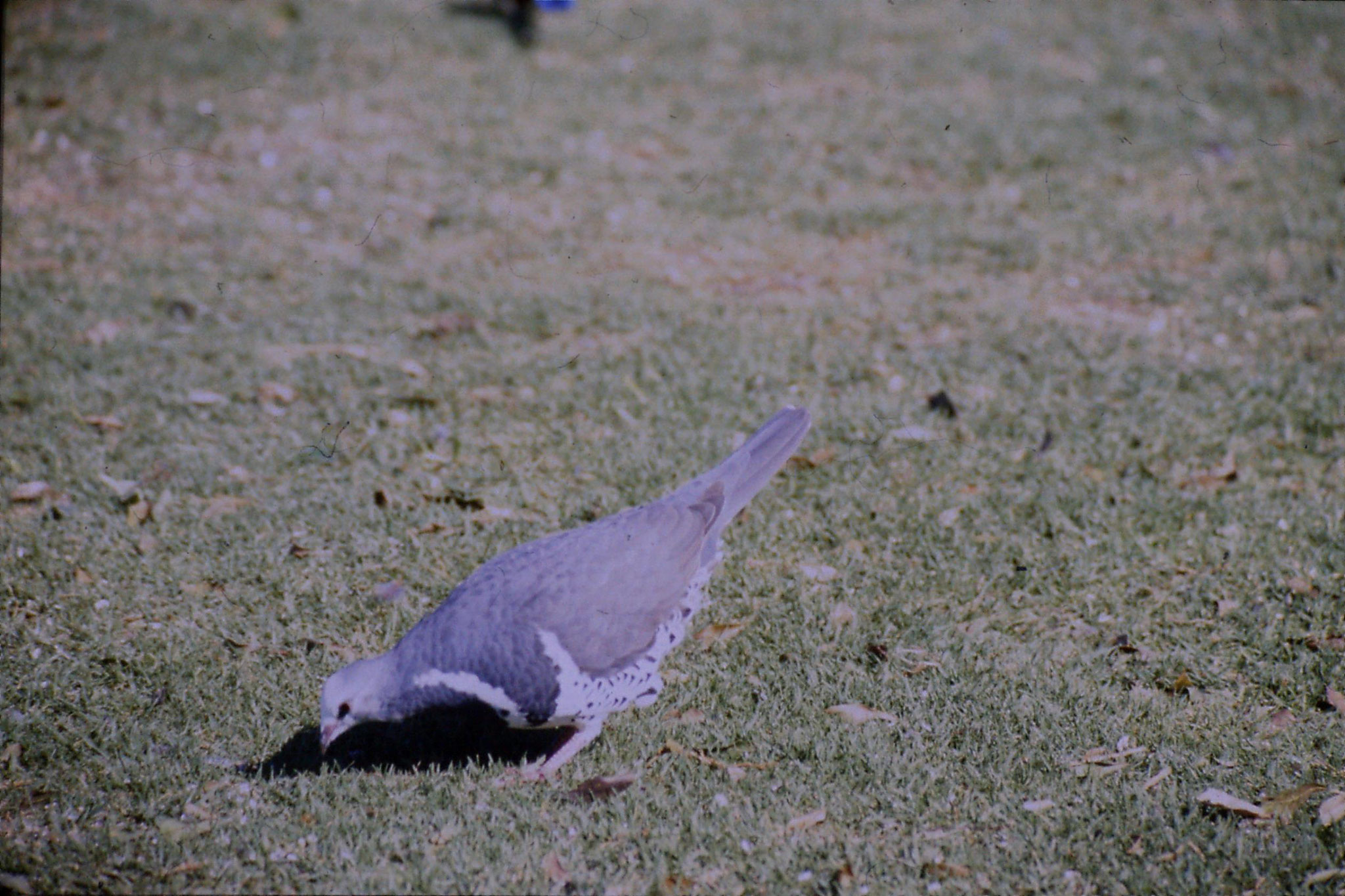 12/10/1990: 33: Lamington Nat. Pk., Wonga pigeon