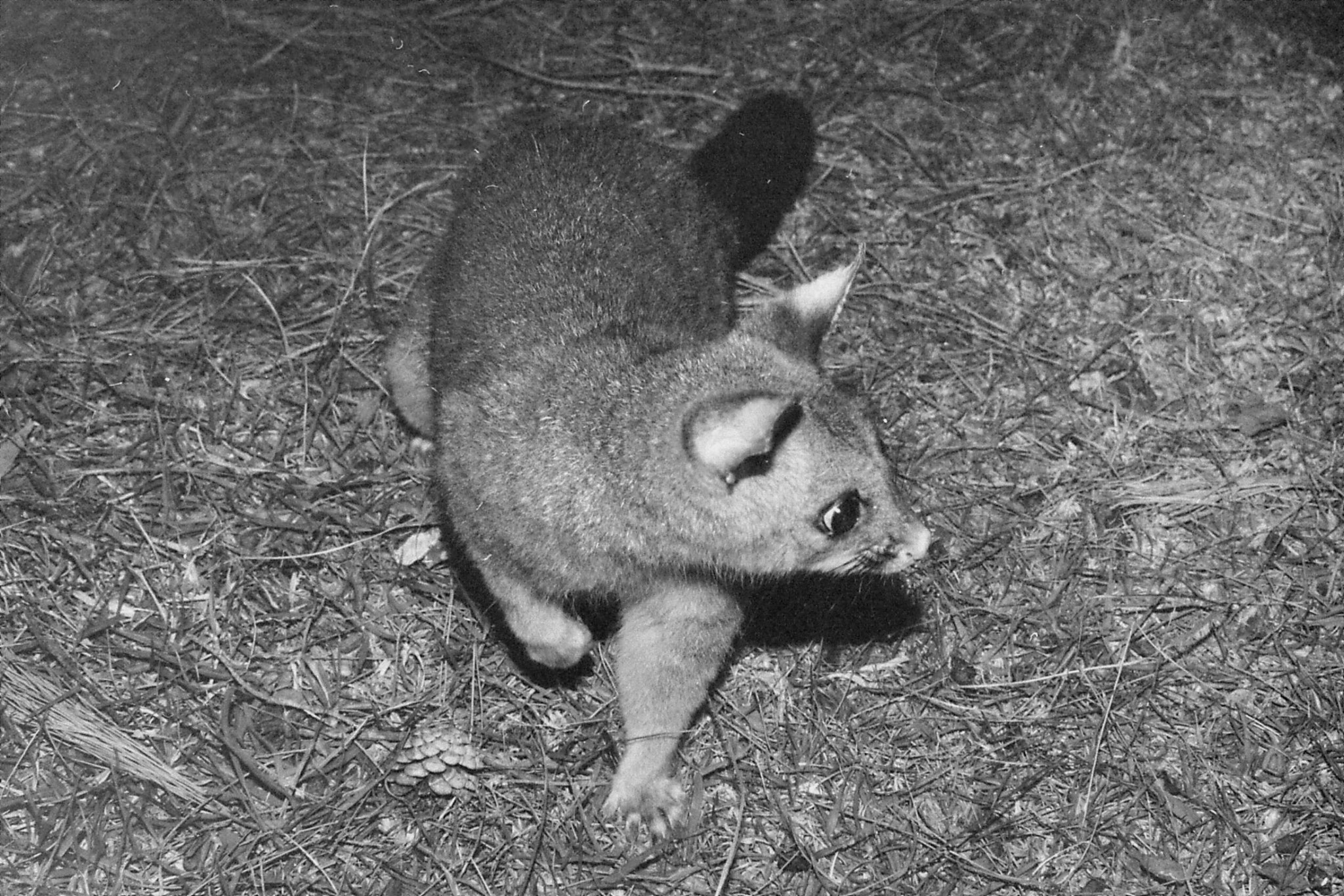 22/9/1990: 5: Dimboola Caravan Park possums