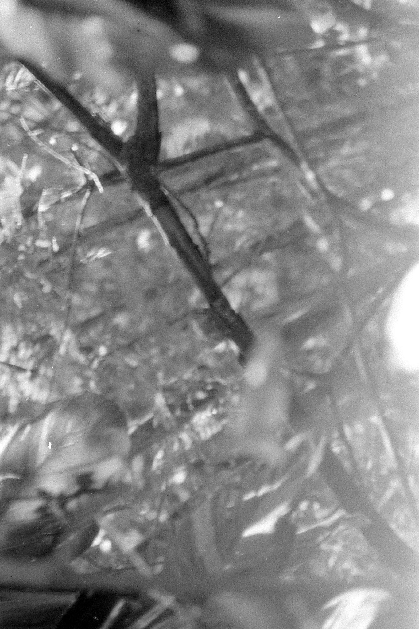 10/1/90: 12: Bangalore palm squirrel in tree