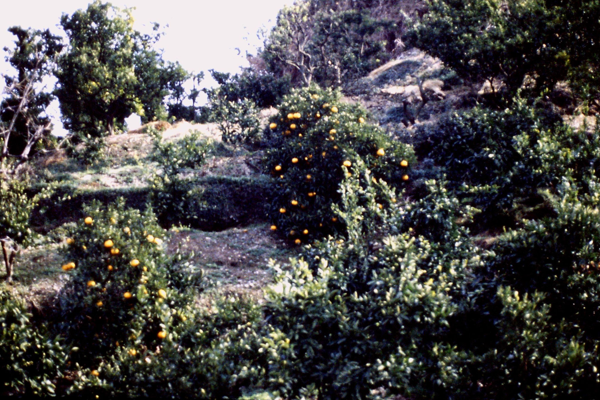 27/1/1989: 21: Shimizu mandarin orange trees