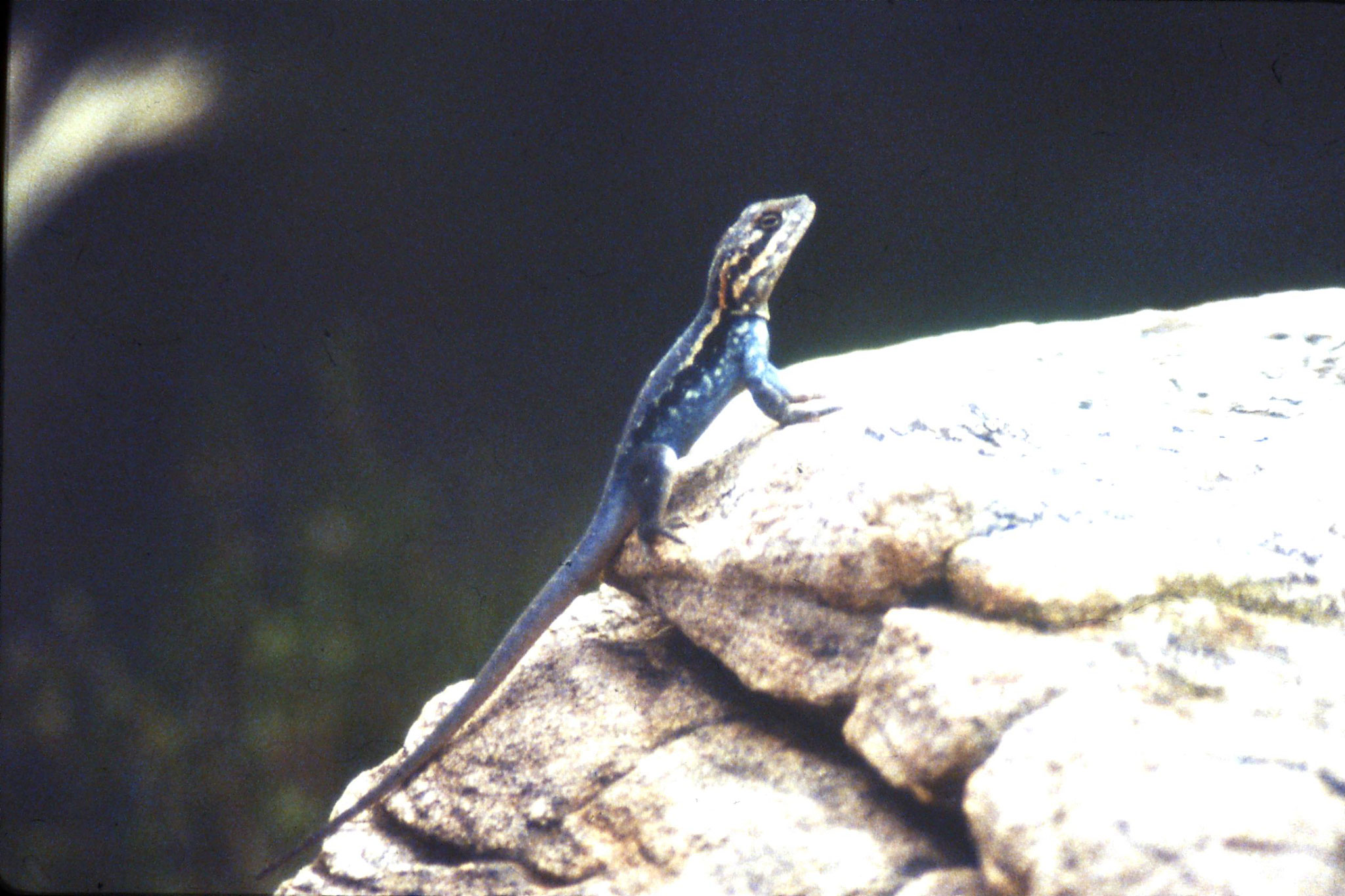 6/11/1990: 30: Flinders Ranges National Park, lizard 9-10 inches