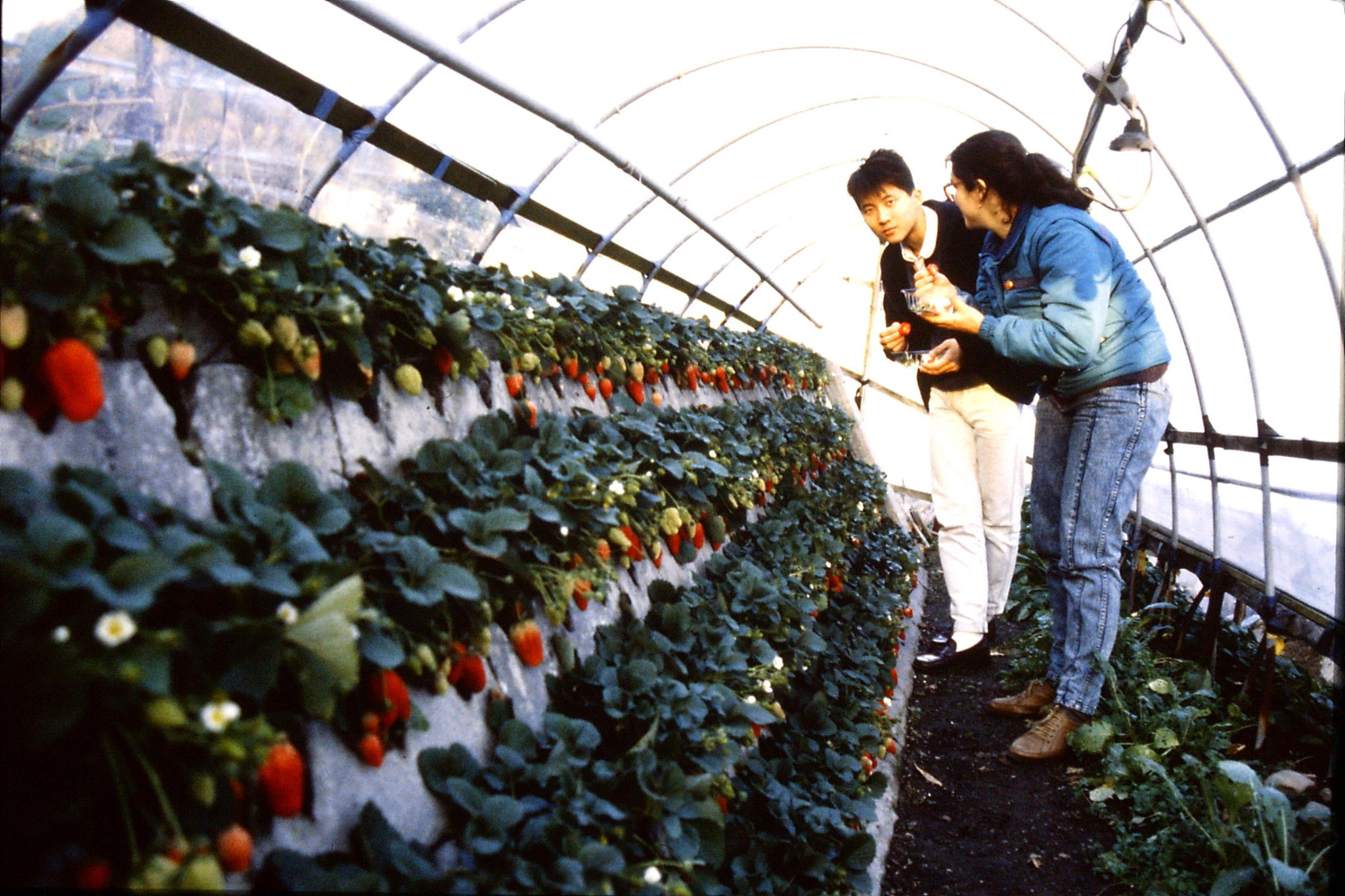 27/1/1989: 24: strawberry farm at Shimizu