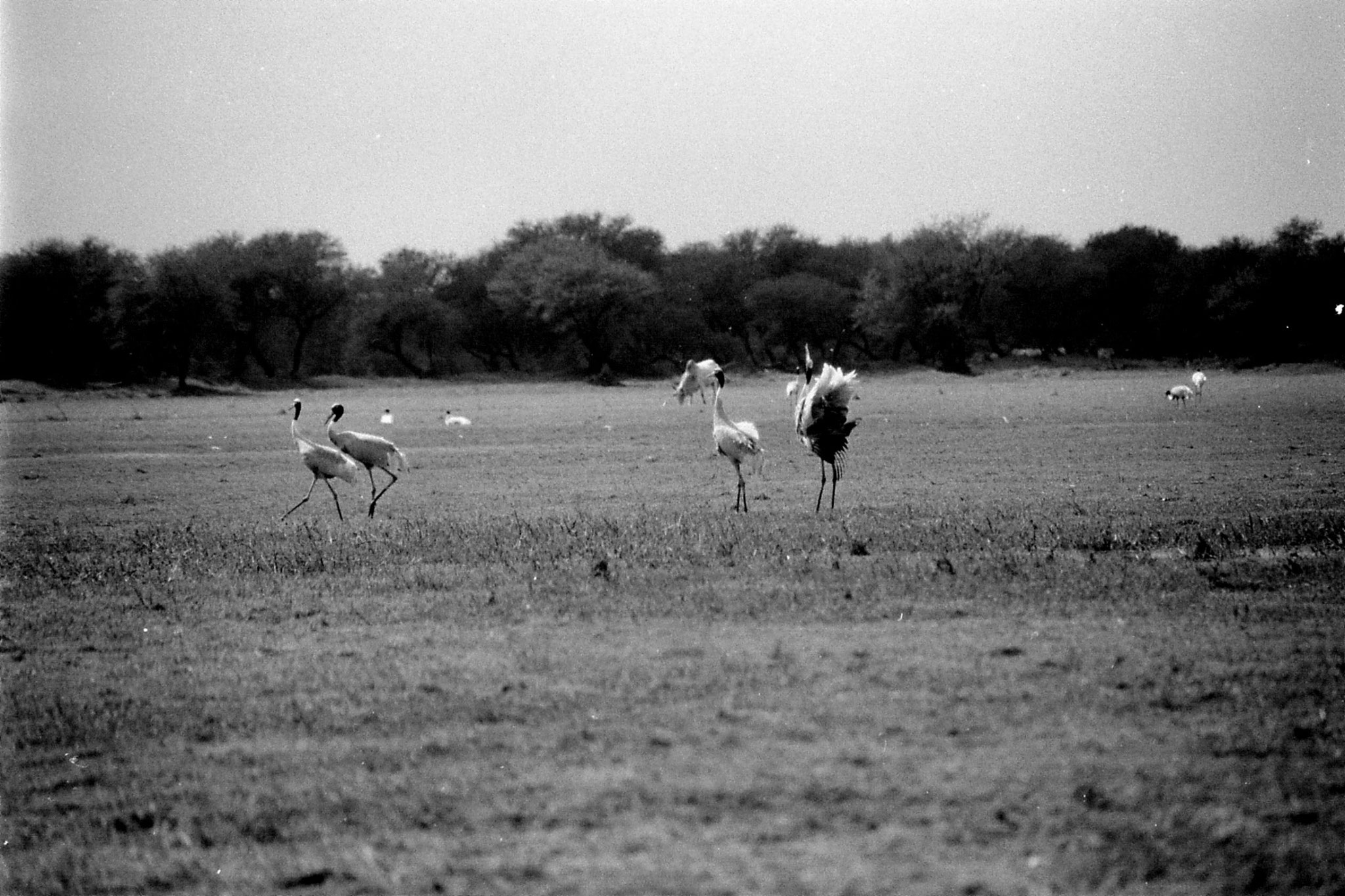 1/4/1990: 16: Bharatpur Sarus cranes dancing