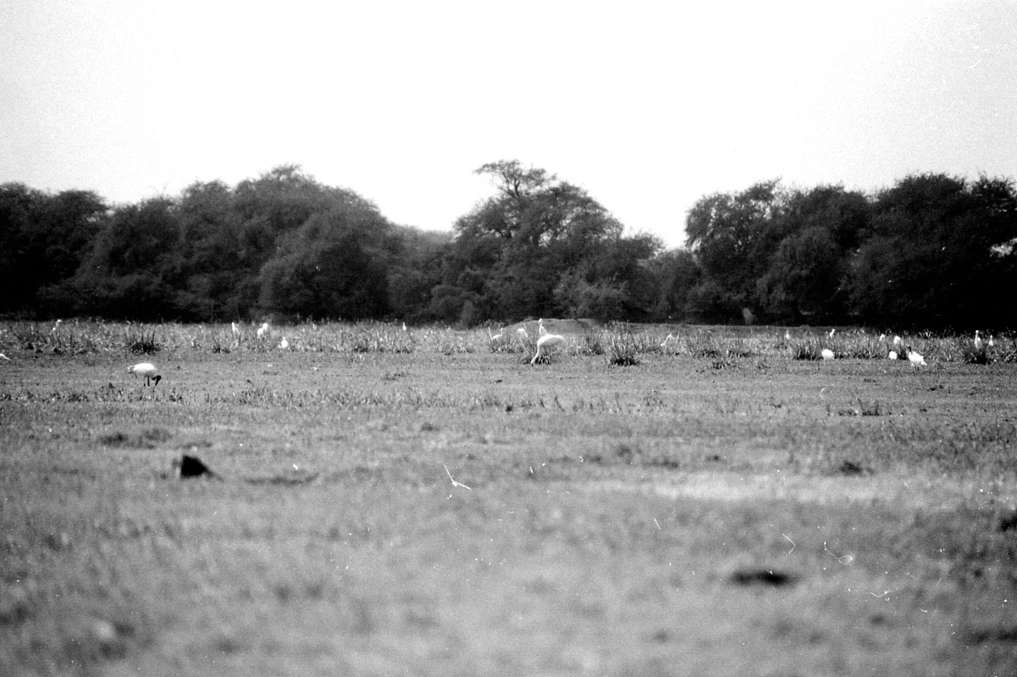 1/4/1990: 13: Bharatpur cranes including Siberian