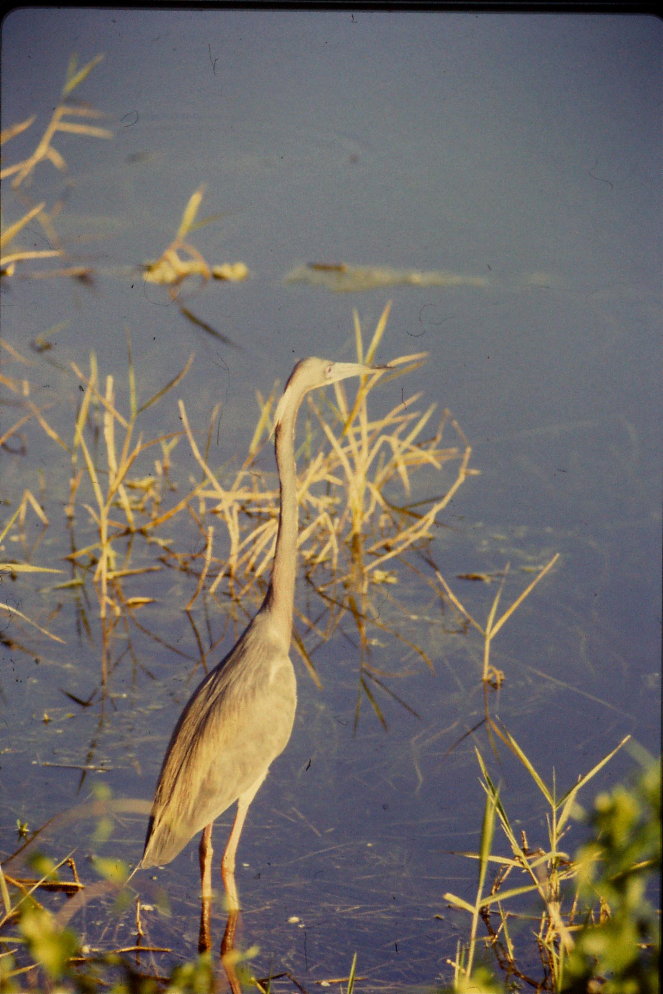 7/3/1991: 28: Loxahatchee