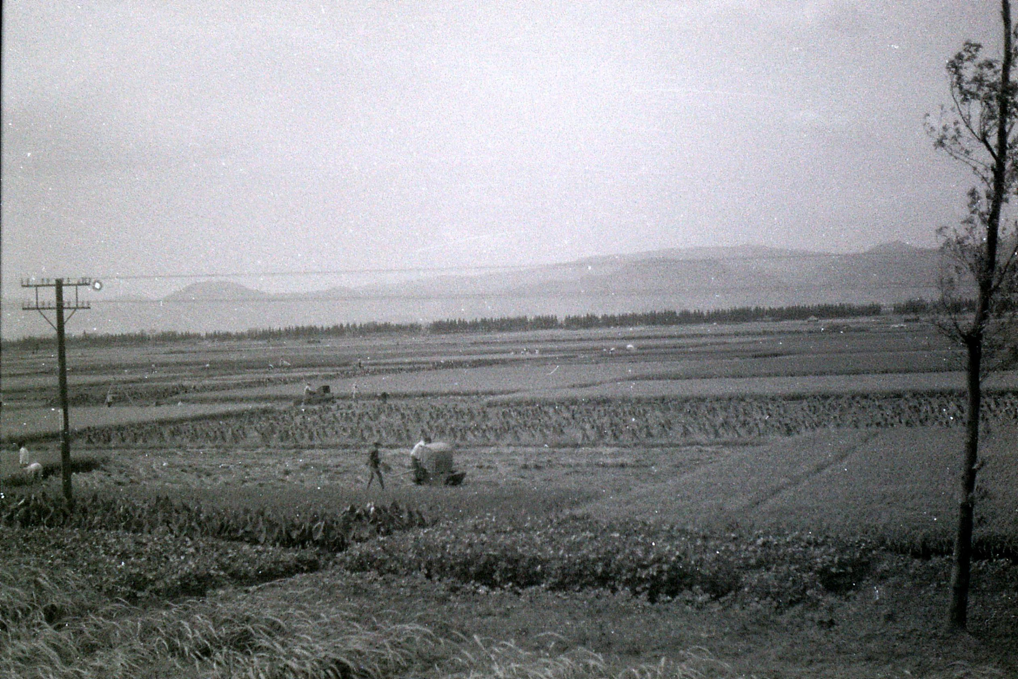 23/7/1989: 21: fields from train to Ningbo