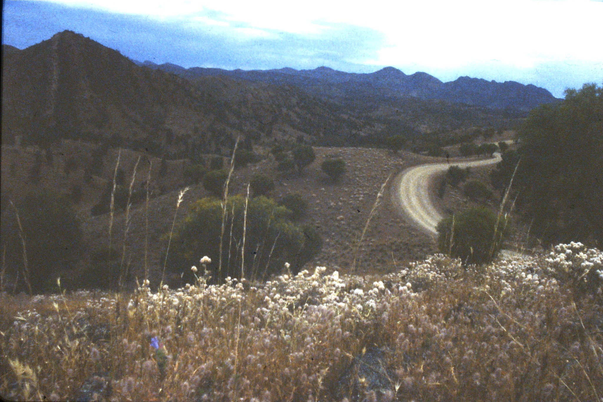 7/11/1990: 34: Bungaroo Valley