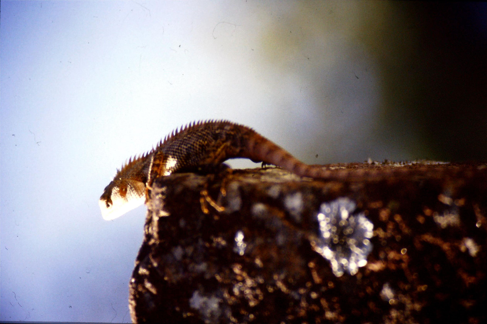 5/2/1990: 23: Kandy National Museum, lizard