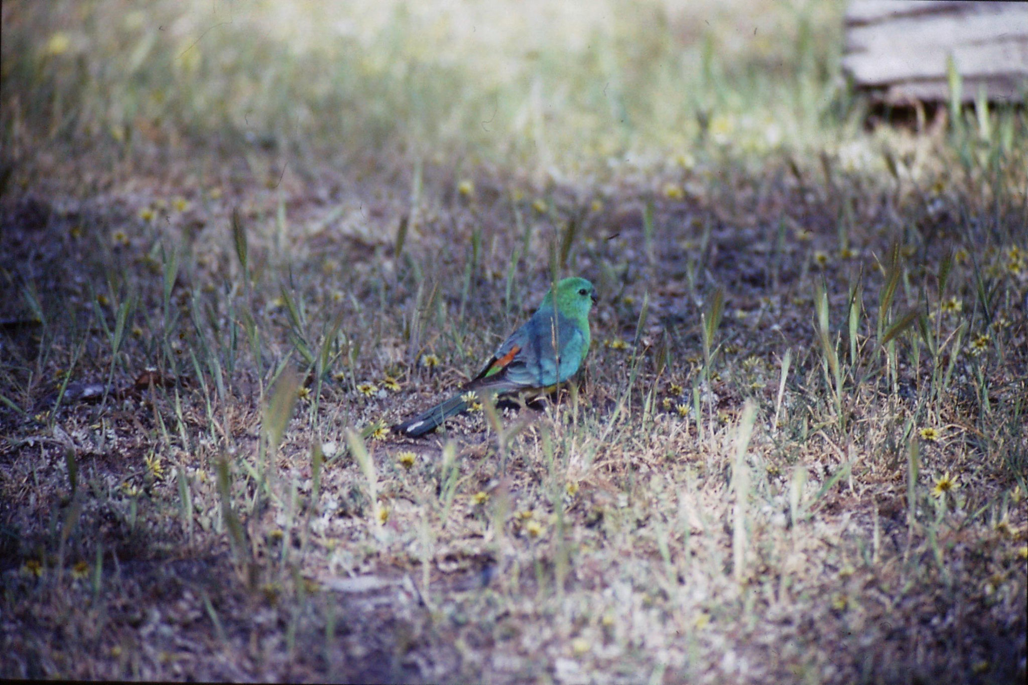 23/9/1990: 22: Wyperfeld, red rumped parrot