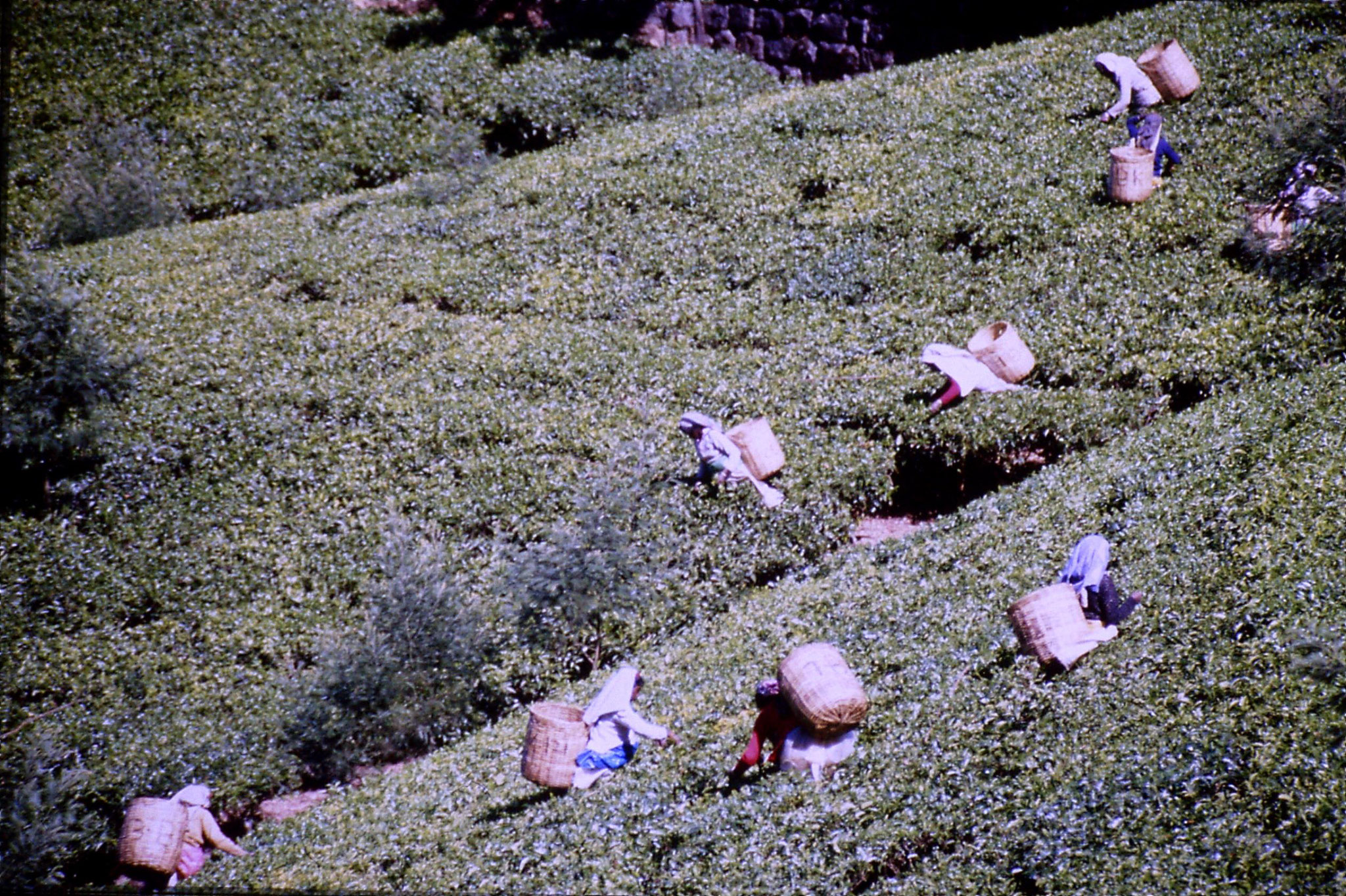 3/2/1990: 2: north of Nuwara Eliya, tea fields