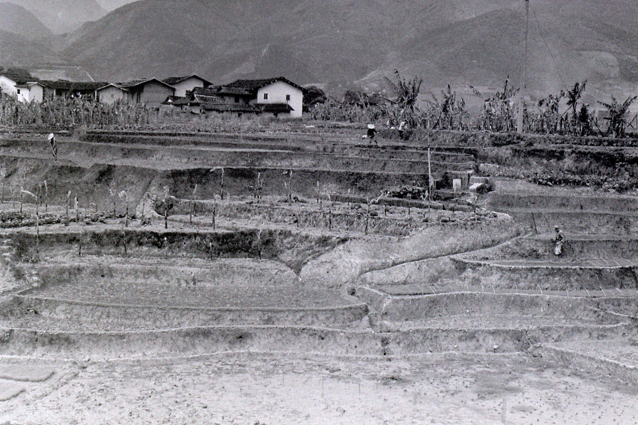 29/3/1989: 30: on train to Xiamen rice and banana fields