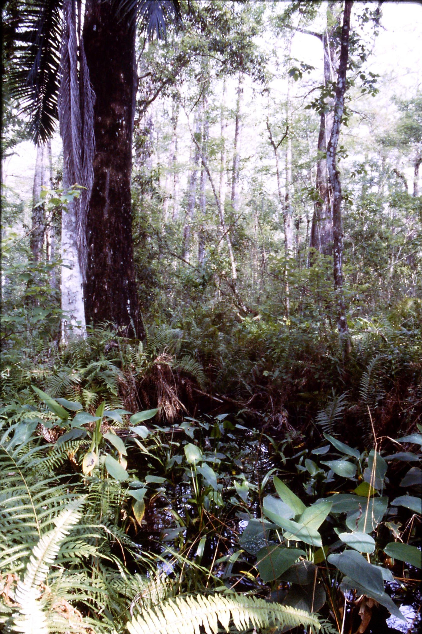 25/2/1991: 13: Corkscrew Swamp