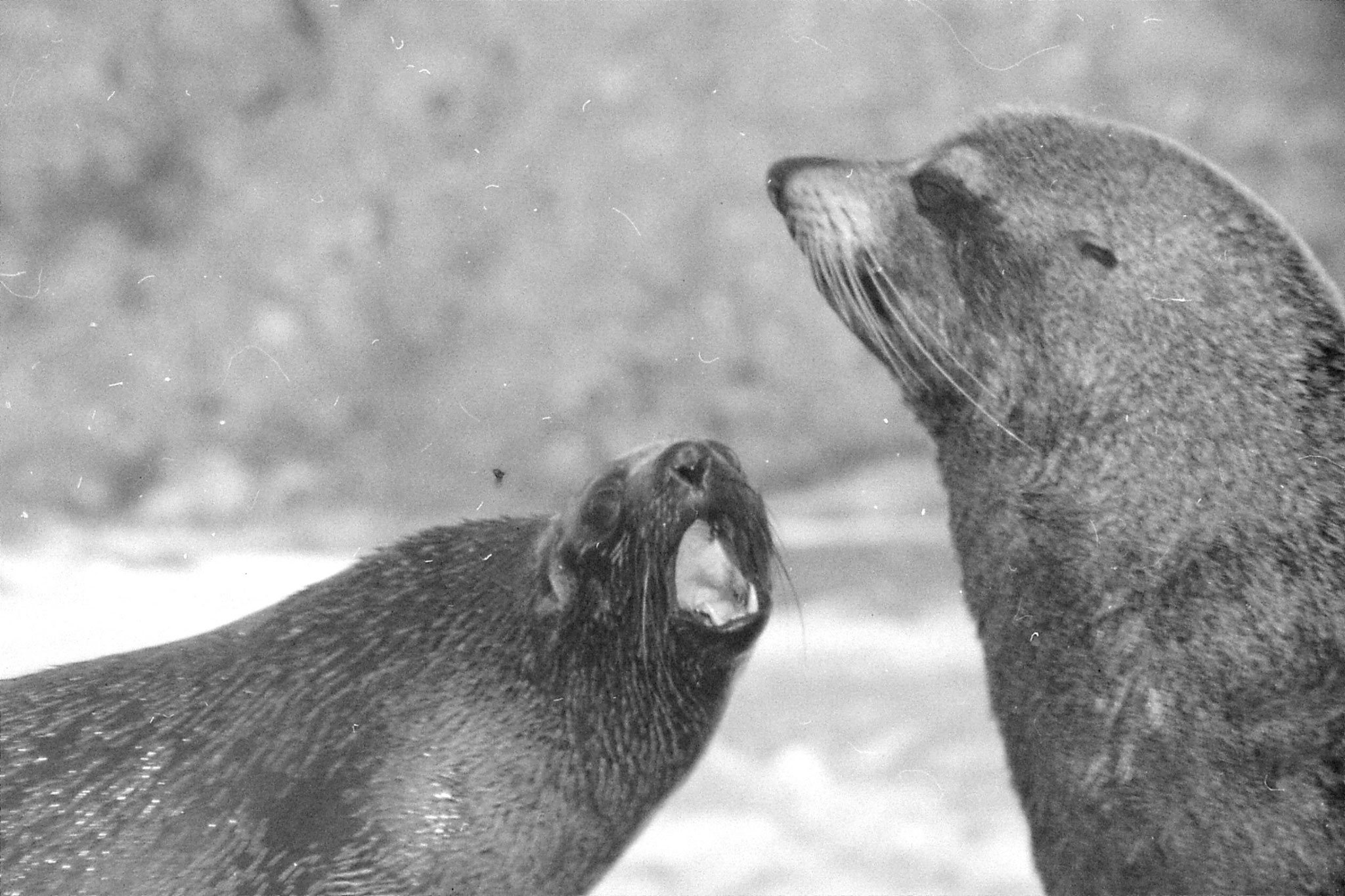 9/8/1990: 8: Kaikoura seals