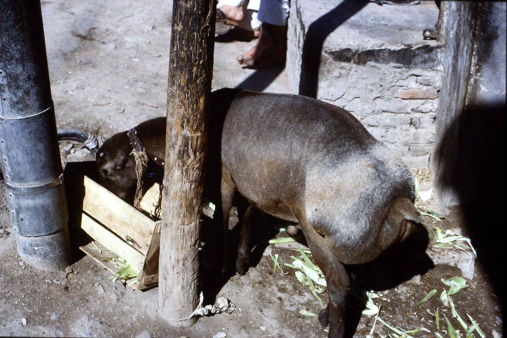 5/11/1989: 17: Peshawar,Afghan sheep