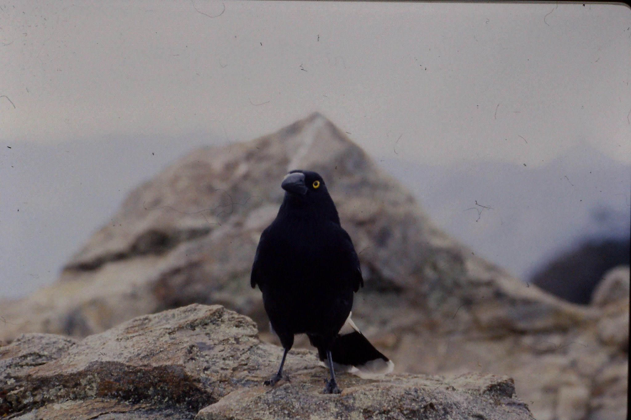 8/10/1990: 28: Warrumbingle Nat. Pk., pied currawong who shared our lunch