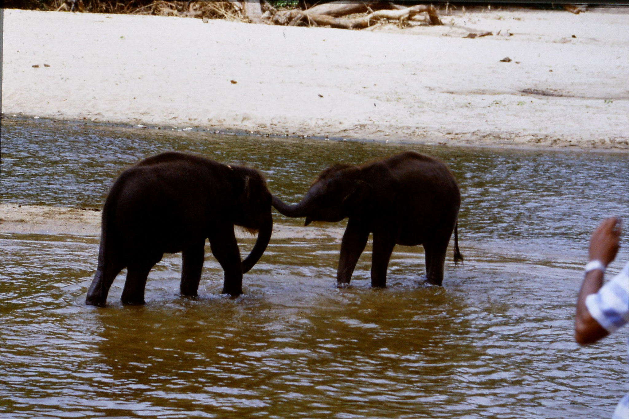 103/14: 10/2/1990 Kegalla elephany orphanage